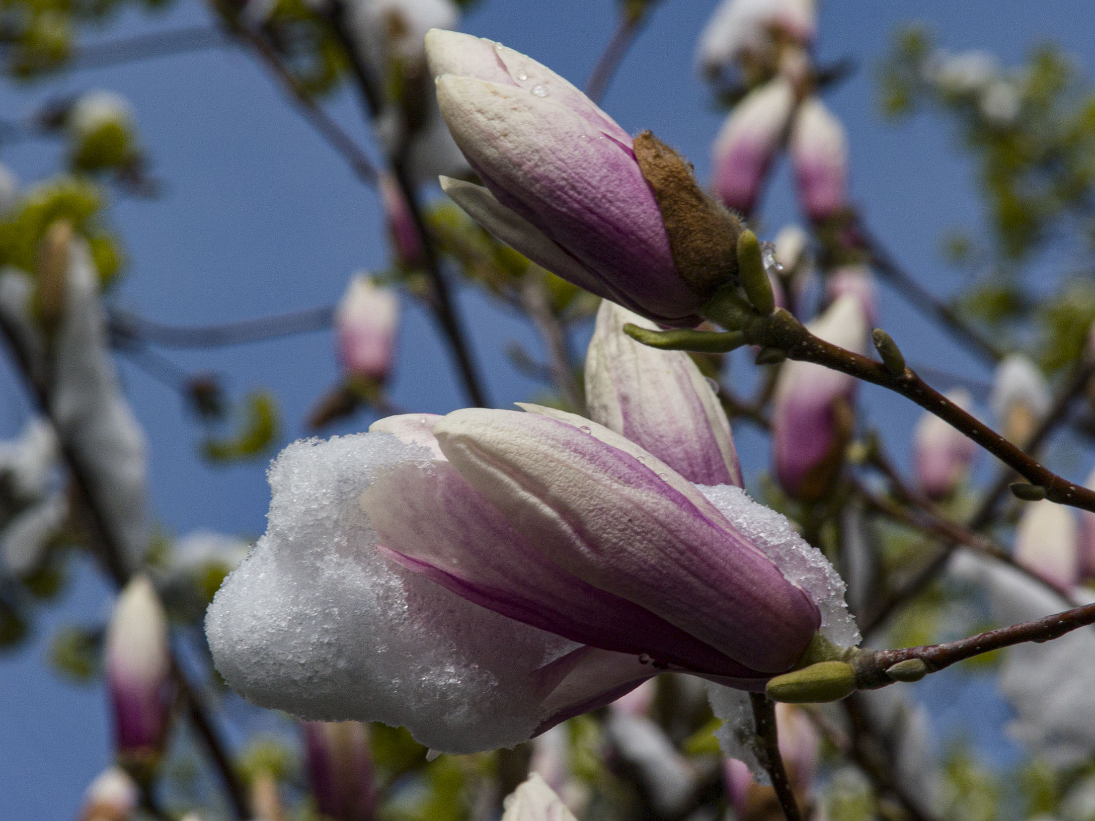 Magnolia in Snow