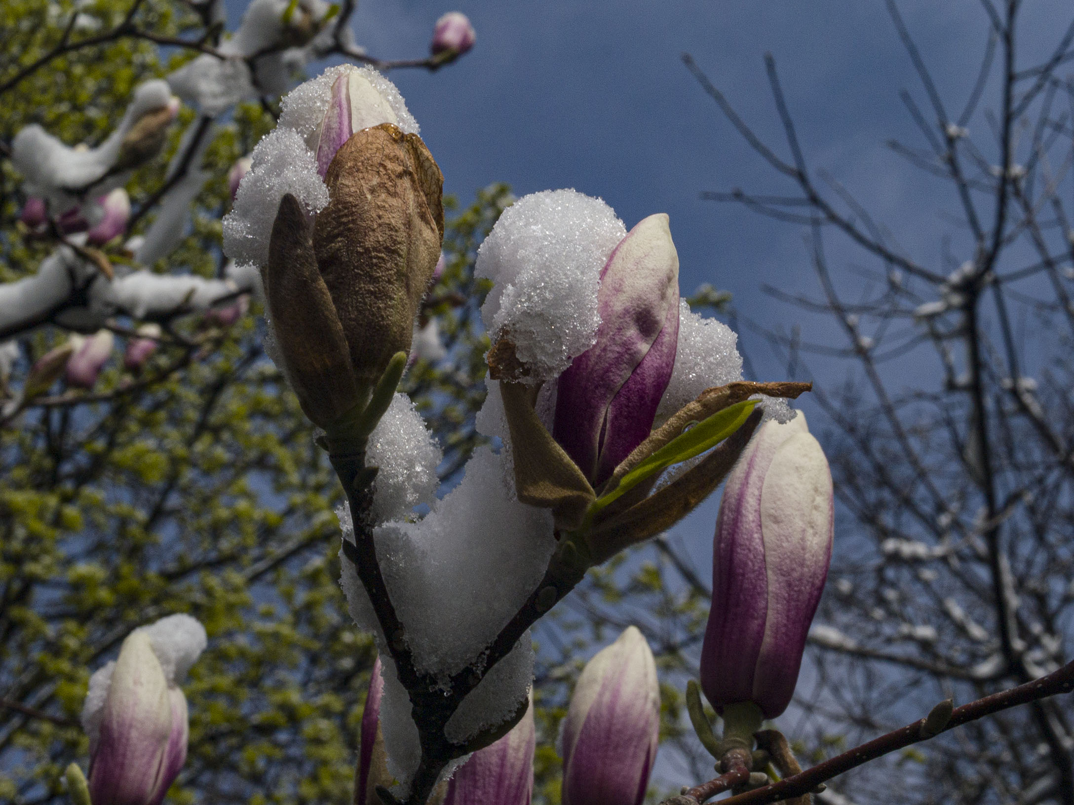 Magnolia in Snow