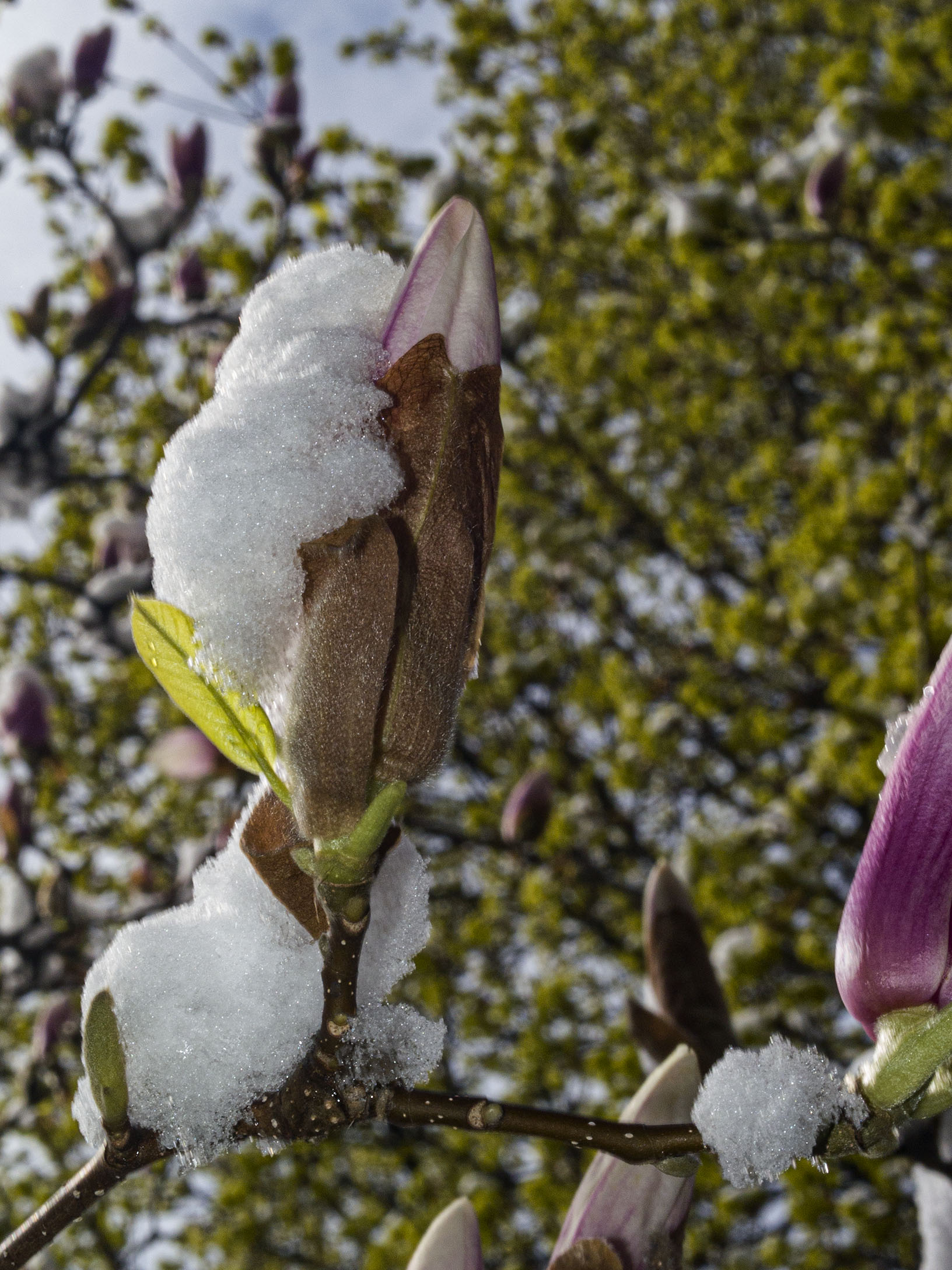 Magnolia in Snow