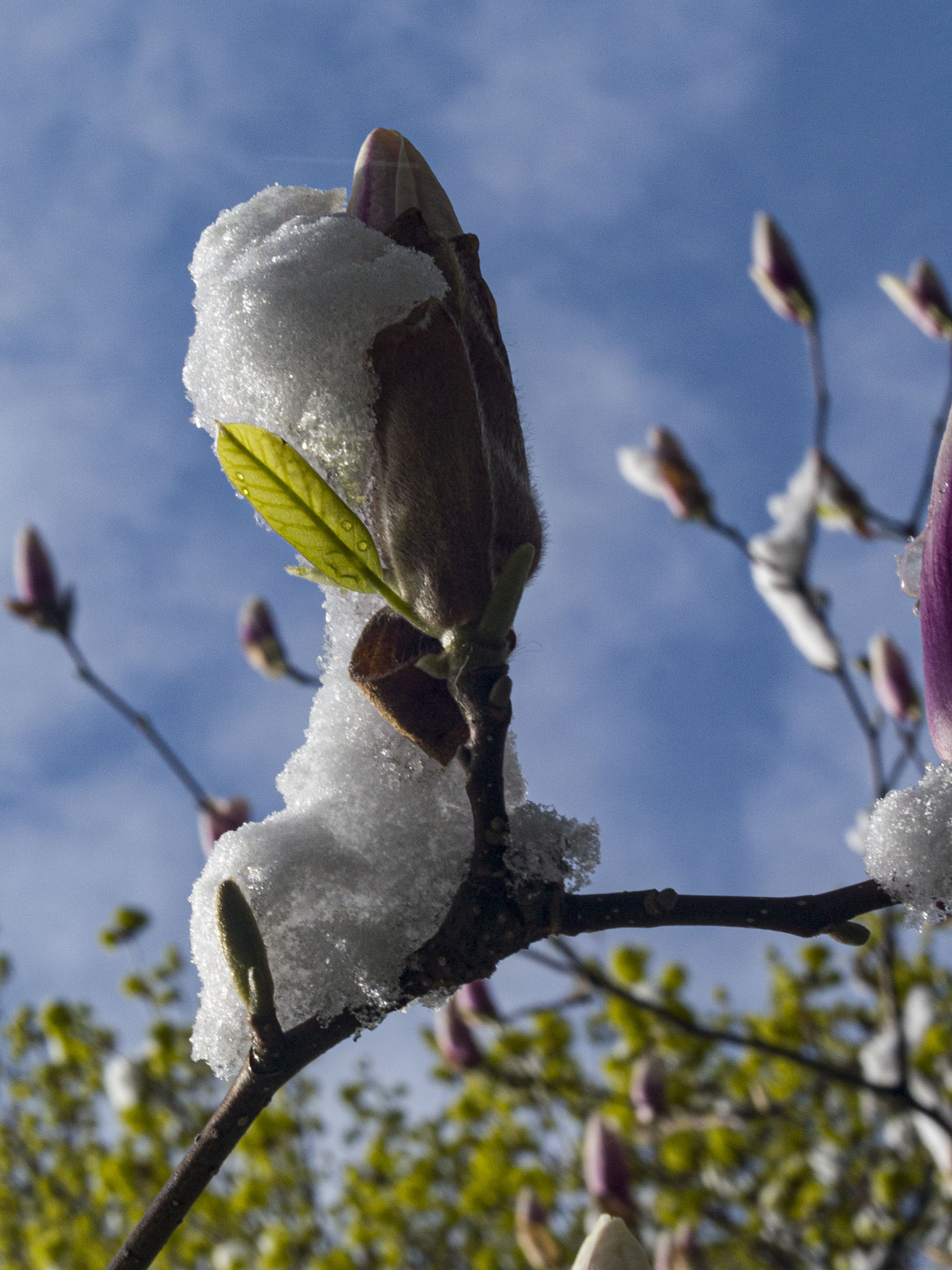 Magnolia in Snow