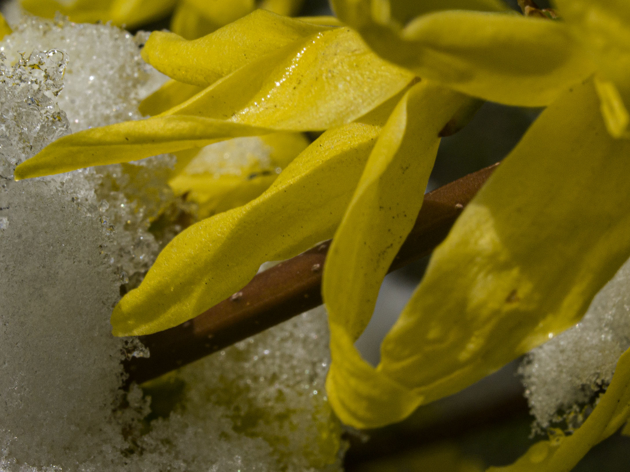 Snowclad Forsythia