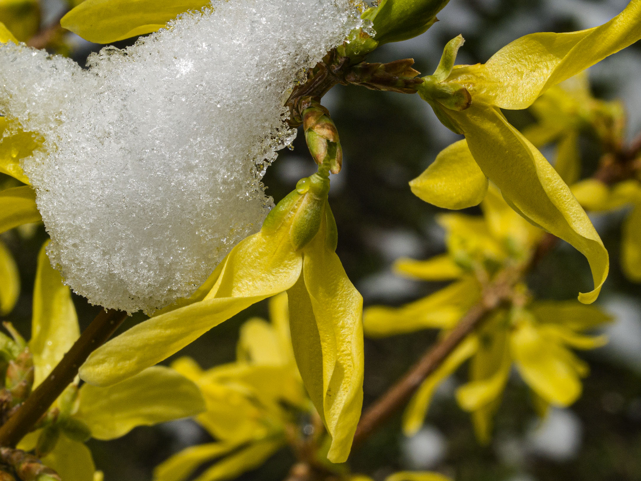 Snowclad Forsythia