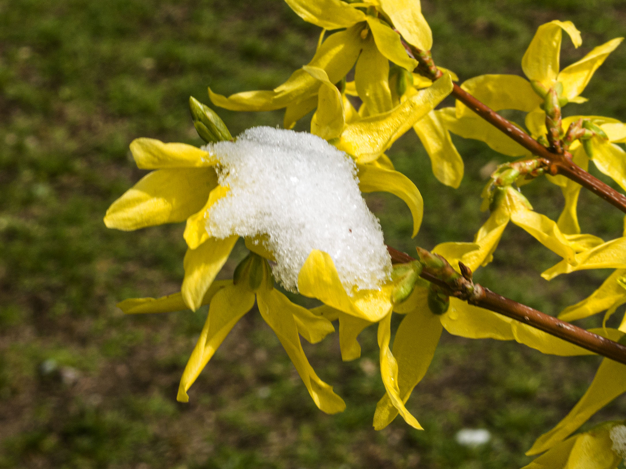 Snowclad Forsythia