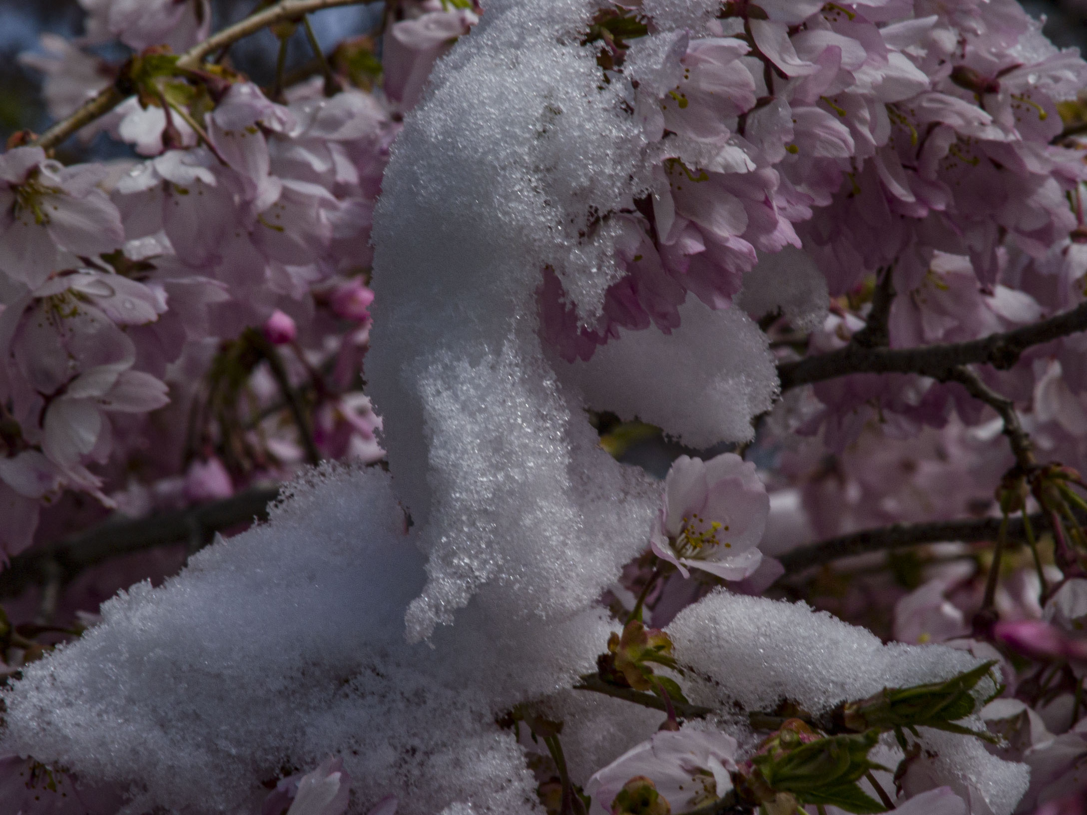 Japanese Cherry Blossoms in Snow