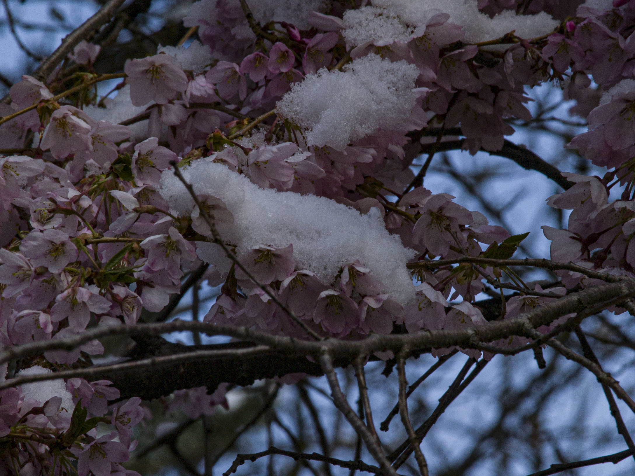 Japanese Cherry Blossoms in Snow