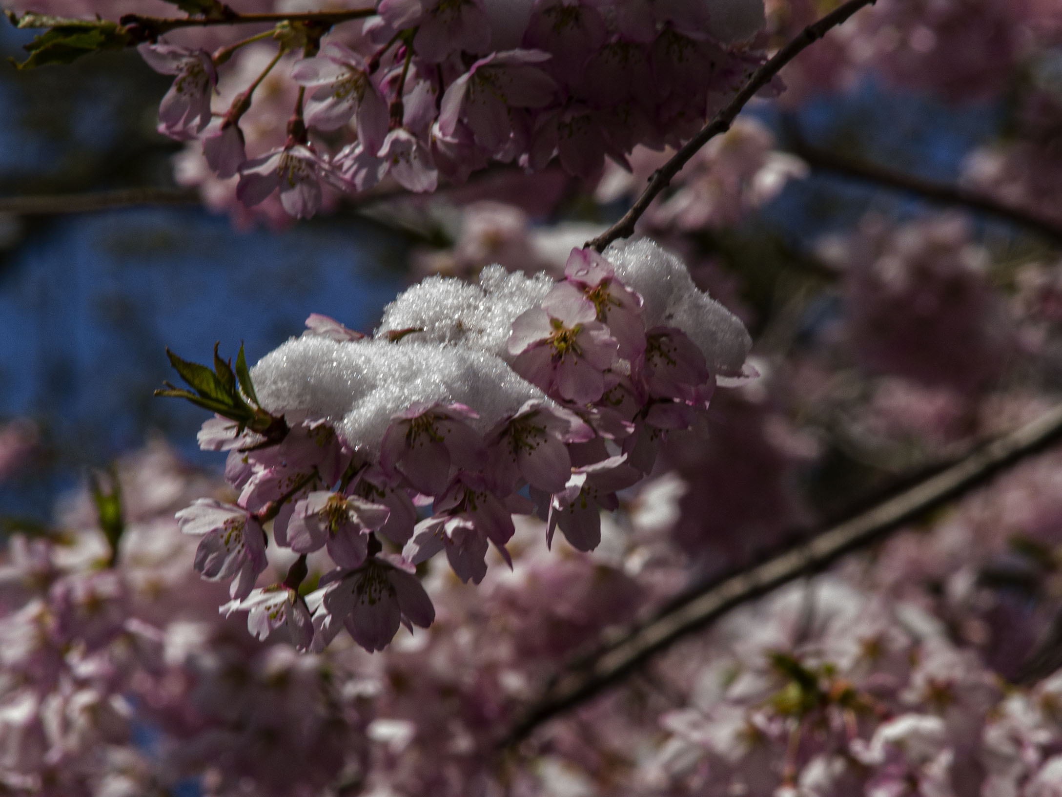 Japanese Cherry Blossoms in Snow