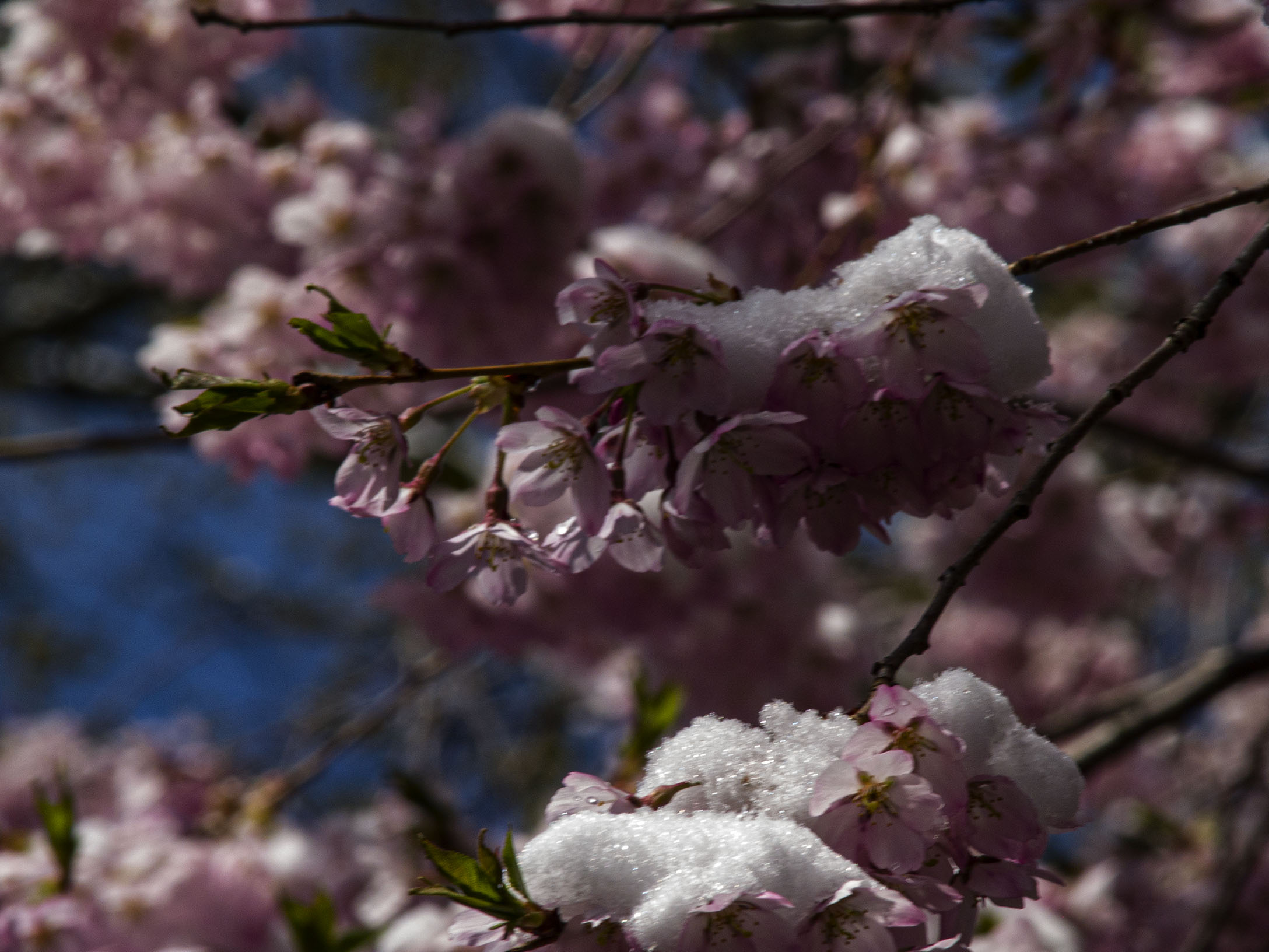 Japanese Cherry Blossoms in Snow