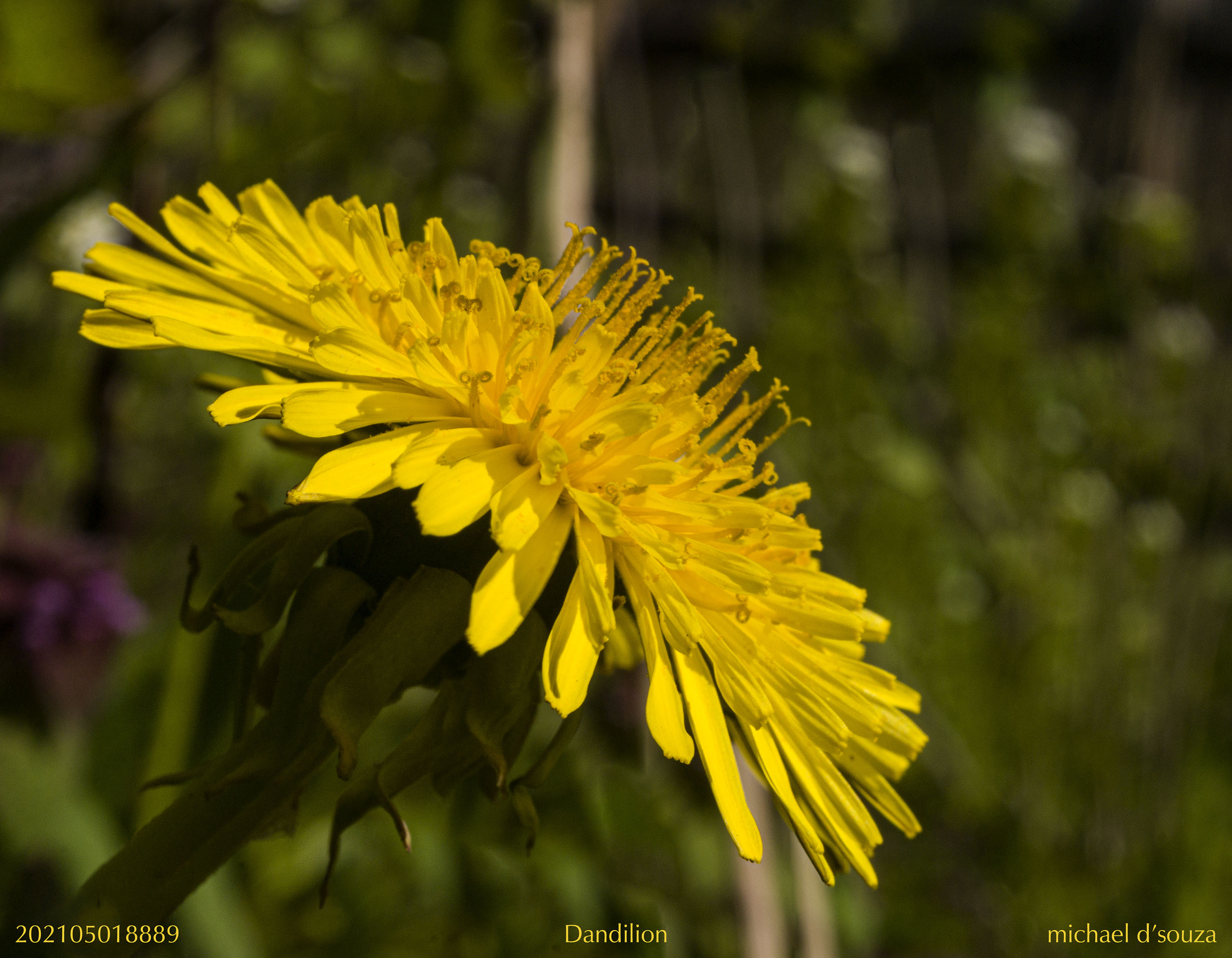 Dandilion at Riverdale East Parkl