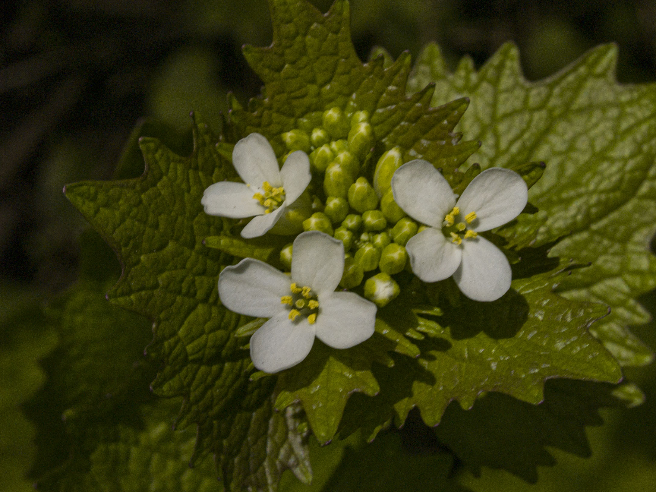 Garlic Mustard at Riverdale East Park