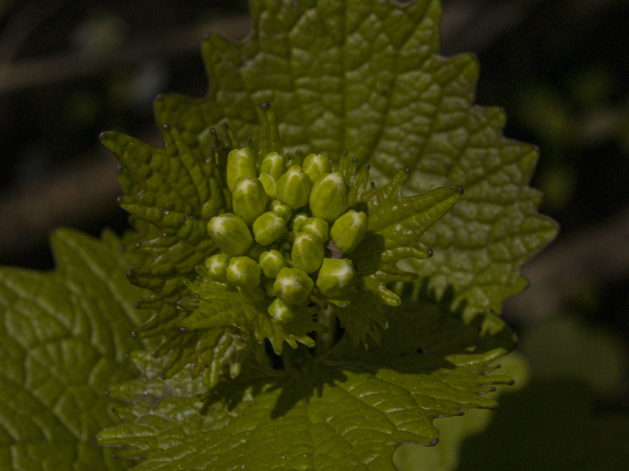 Garlic Mustard at Riverdale East Park