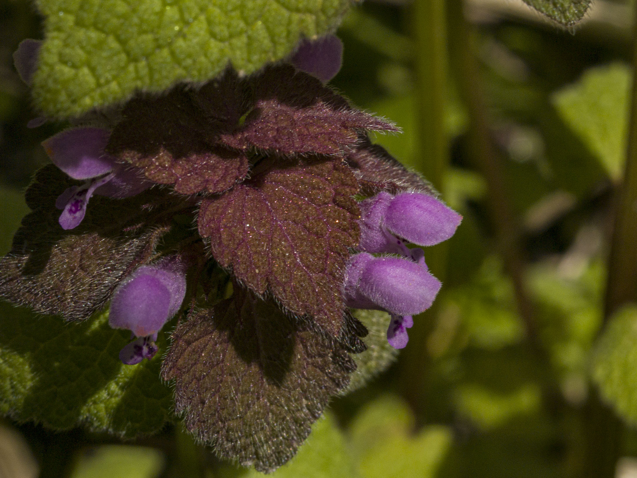 Purple Deadnettle at Riverdale East Park