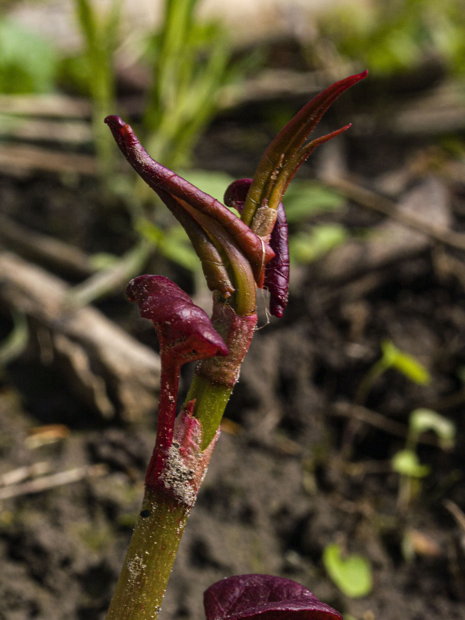 Stalk on the Lower Don River Trail