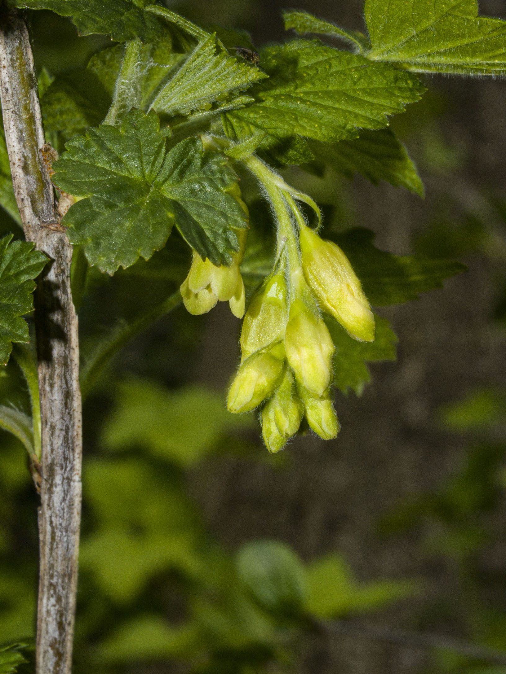 Black Currant on the Lower Don River Trail