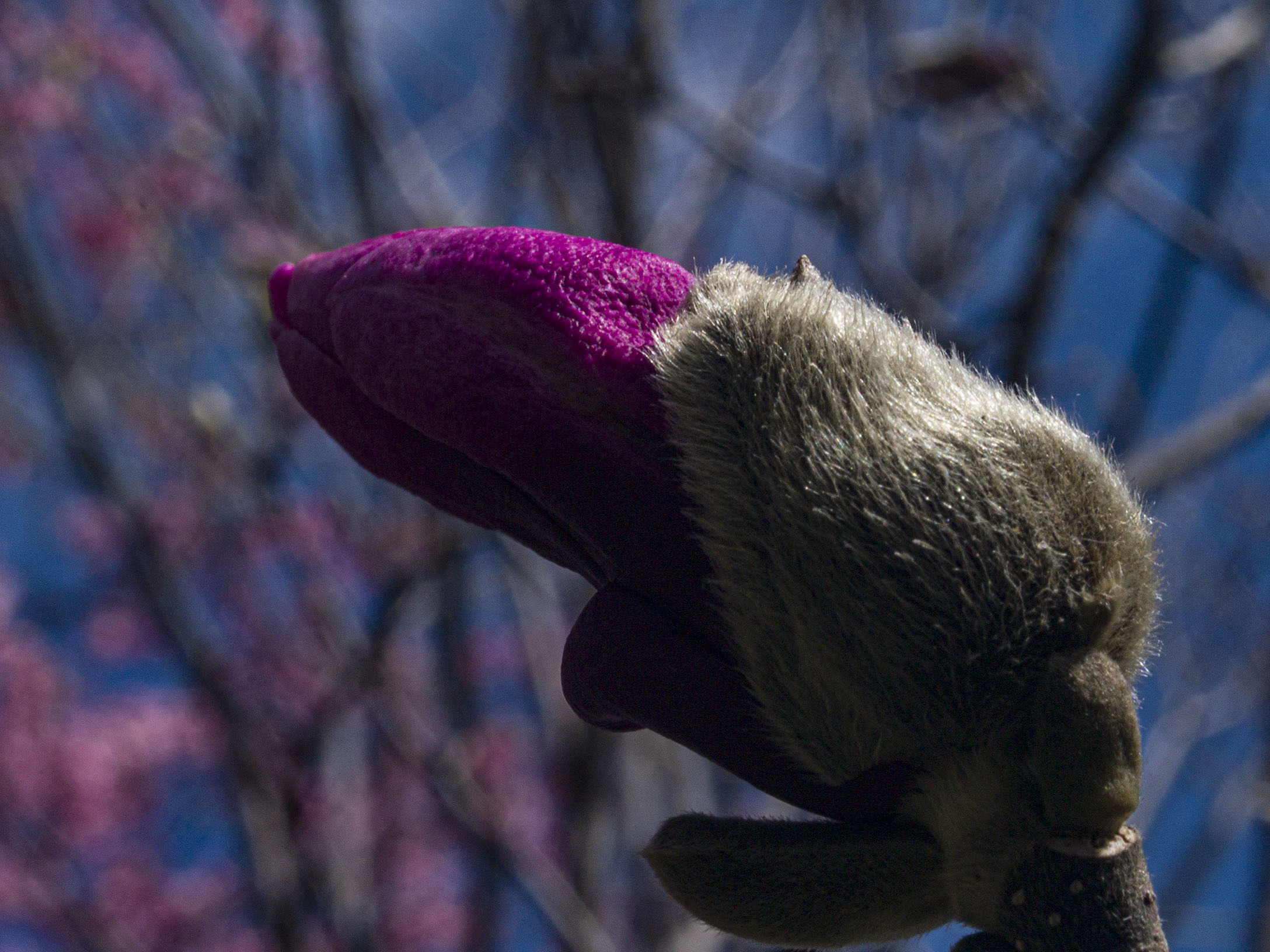 Magnolia Bud