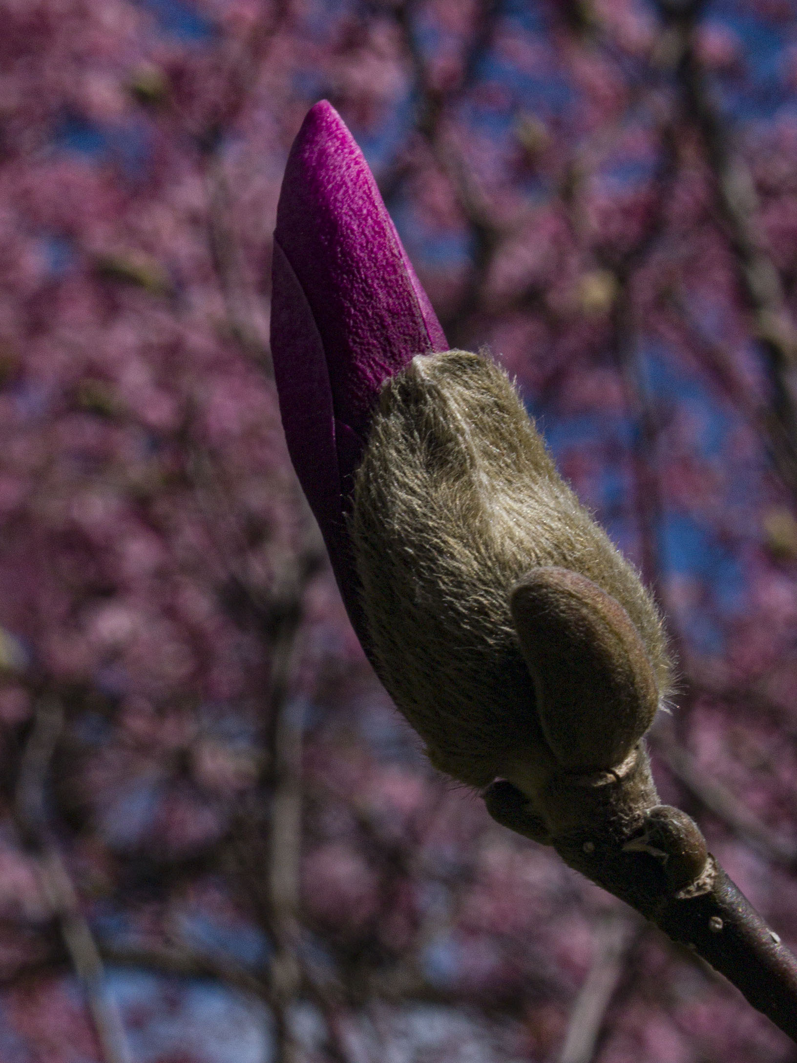 Magnolia Bud