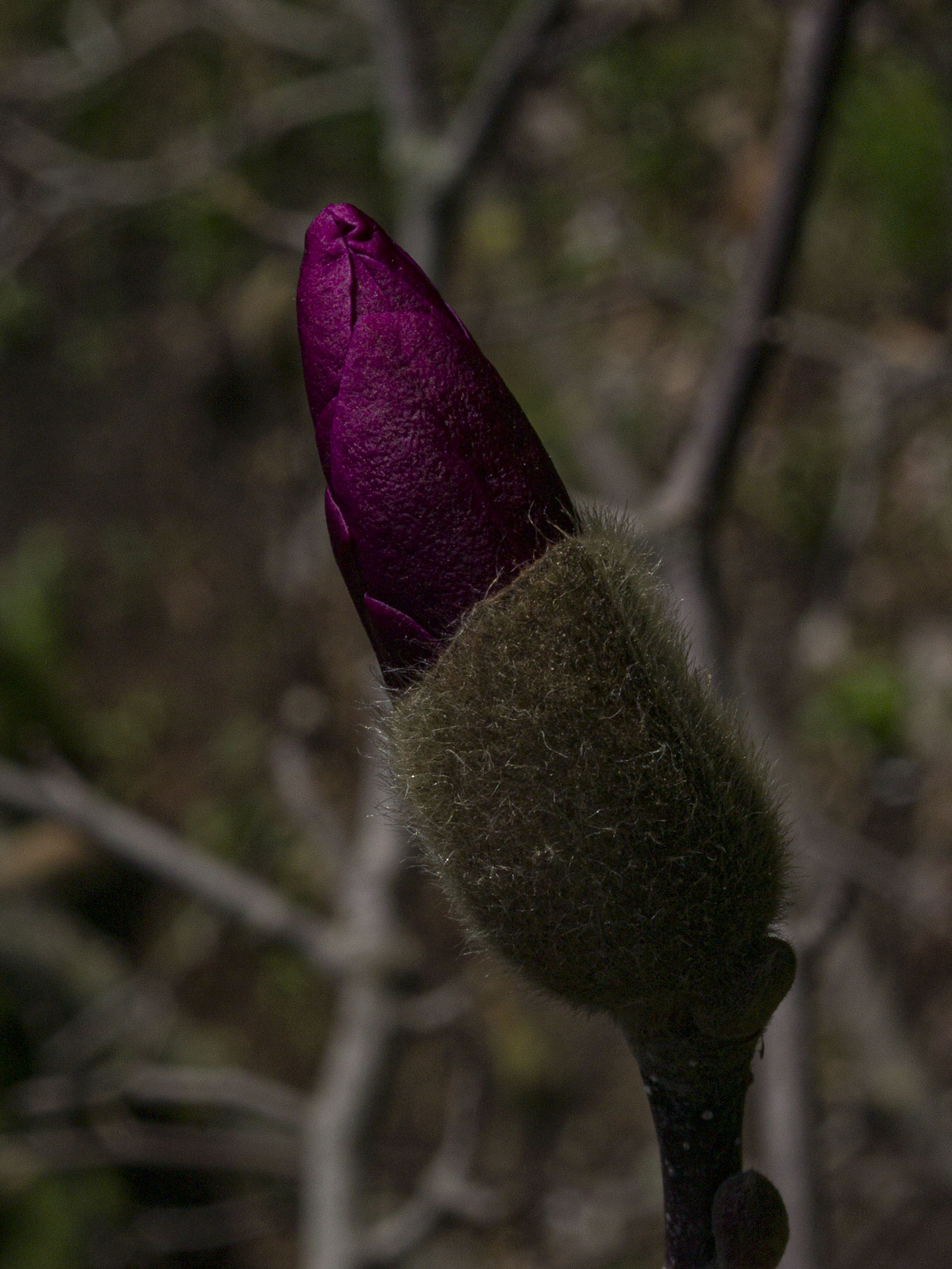 Magnolia Bud