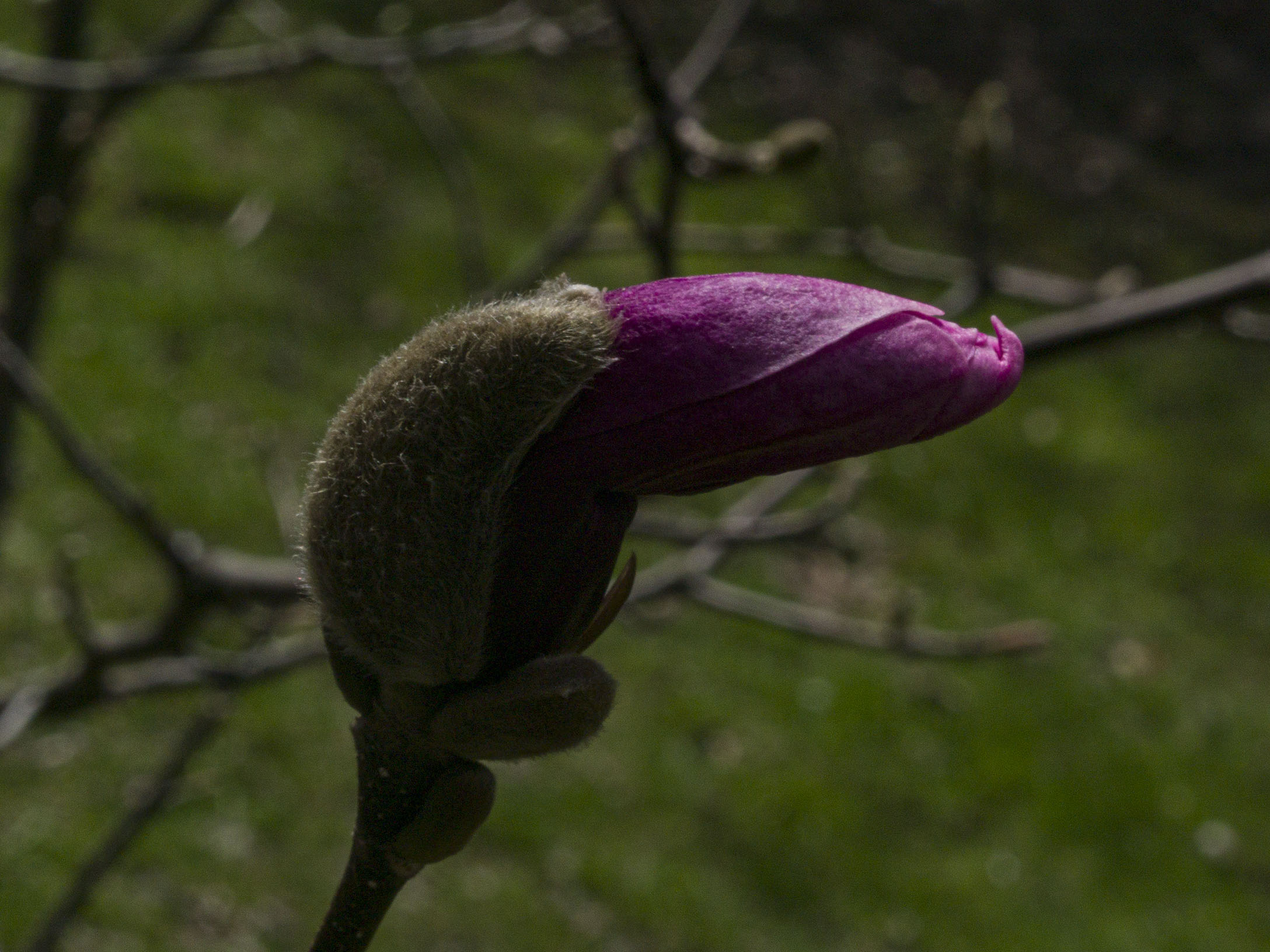 Magnolia Bud