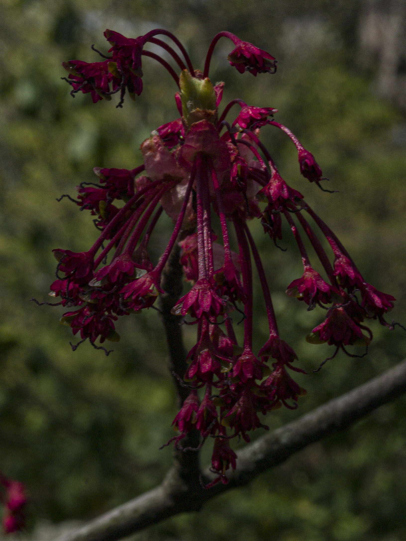 Red Maple