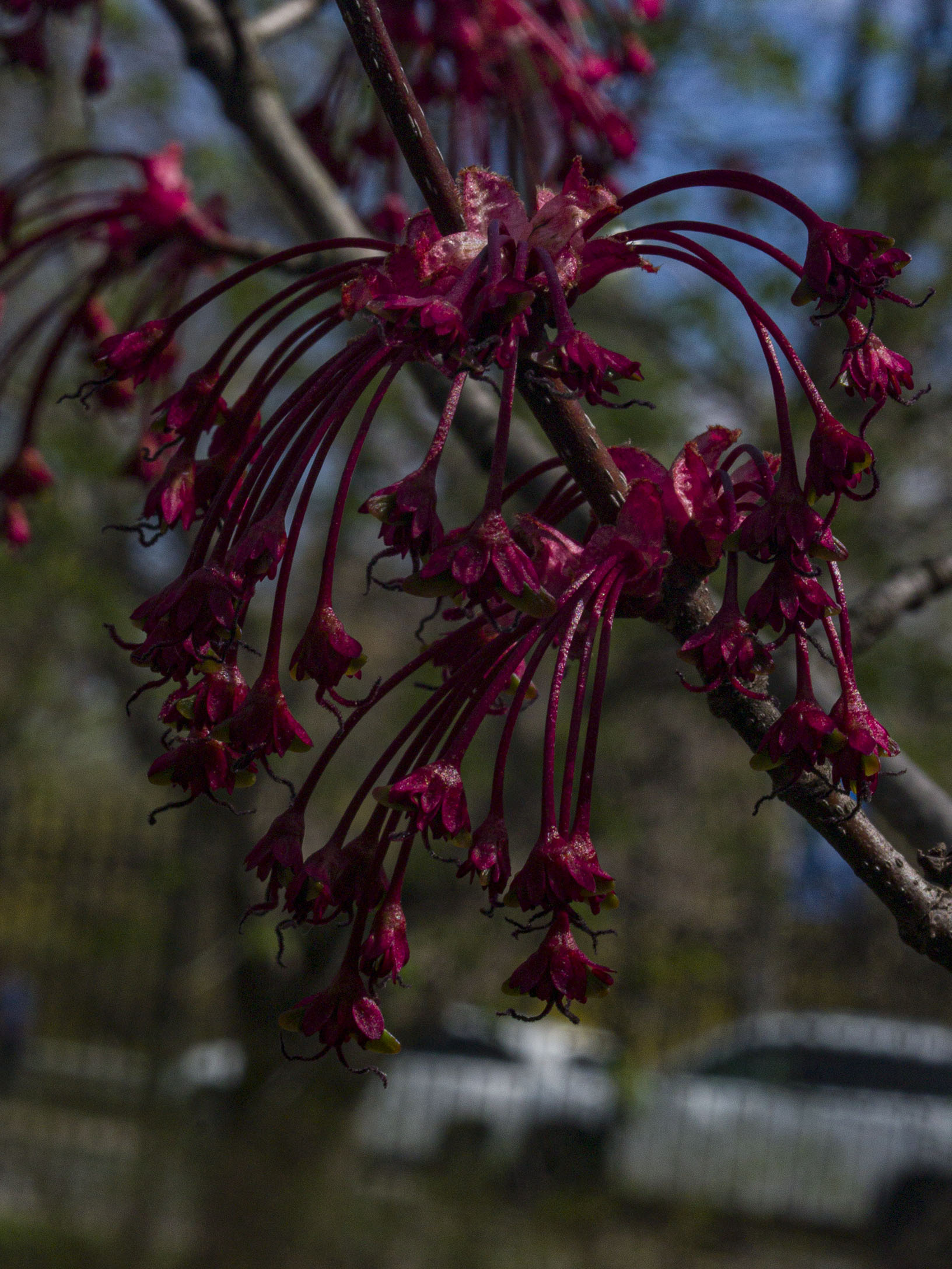 Red Maple