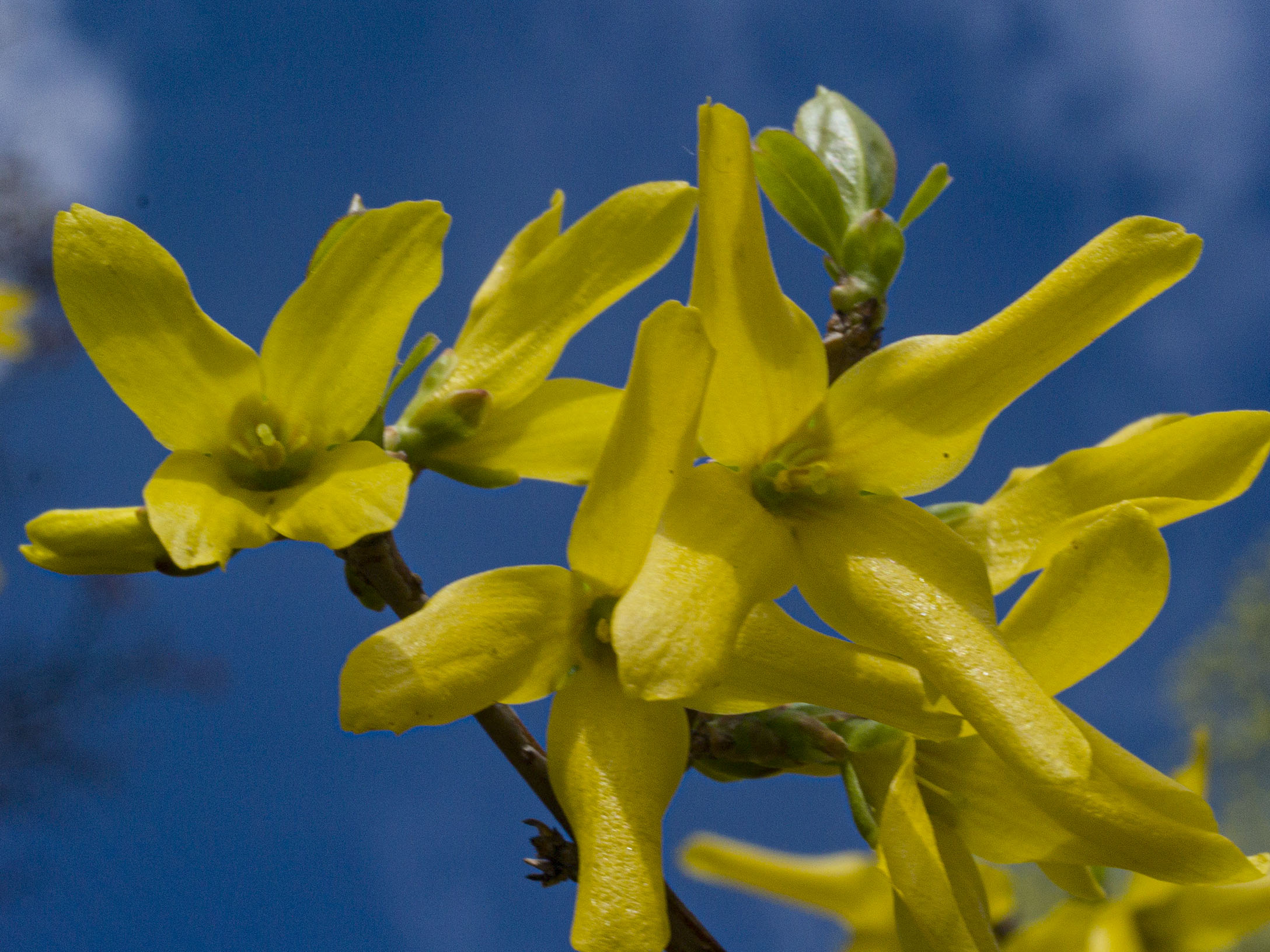 Forsythia