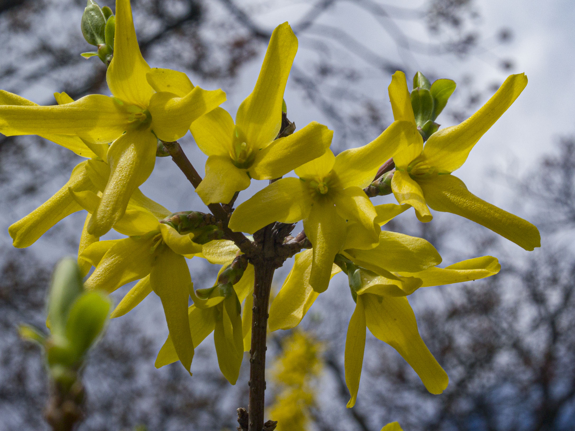 Forsythia