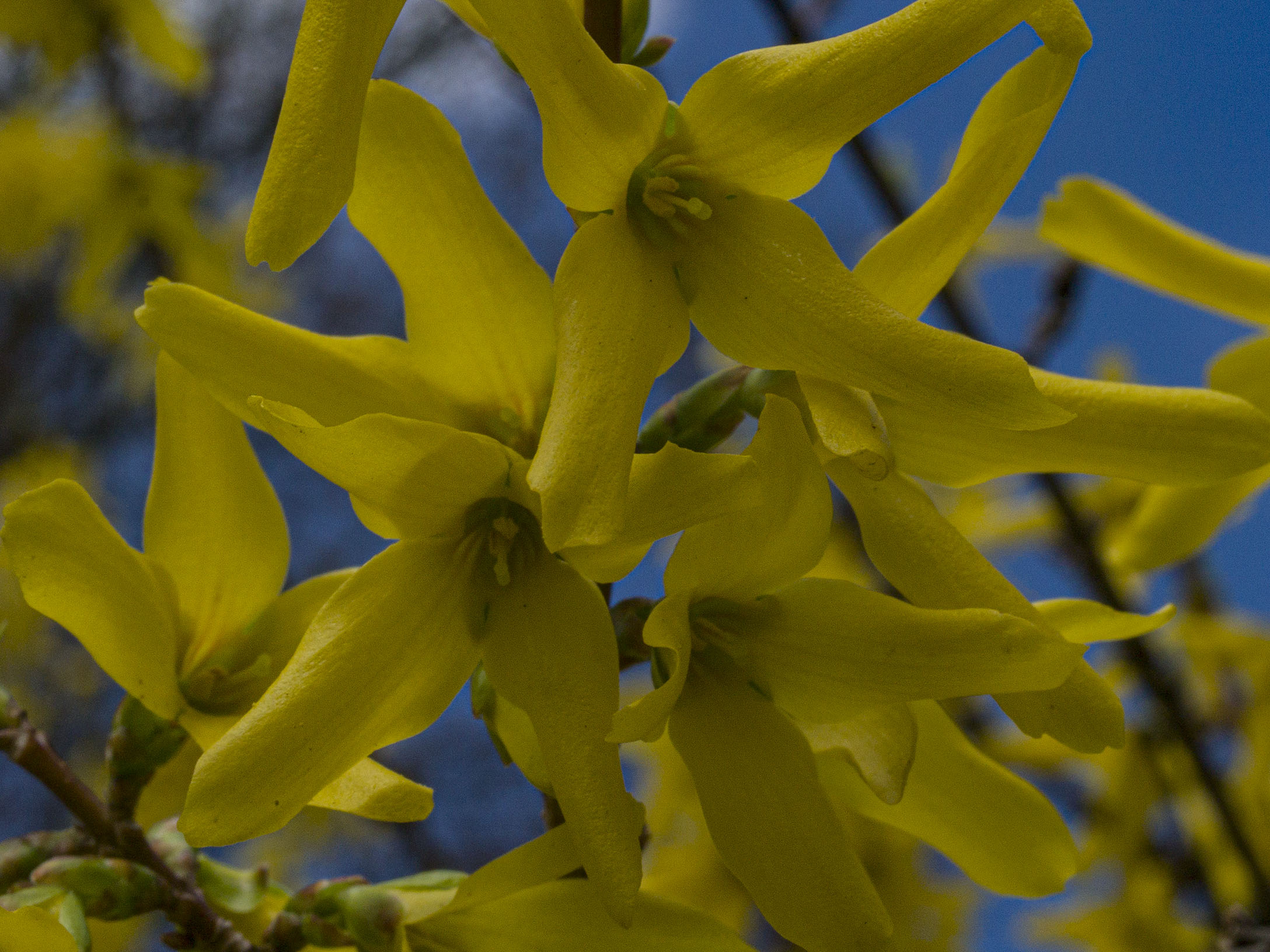 Forsythia