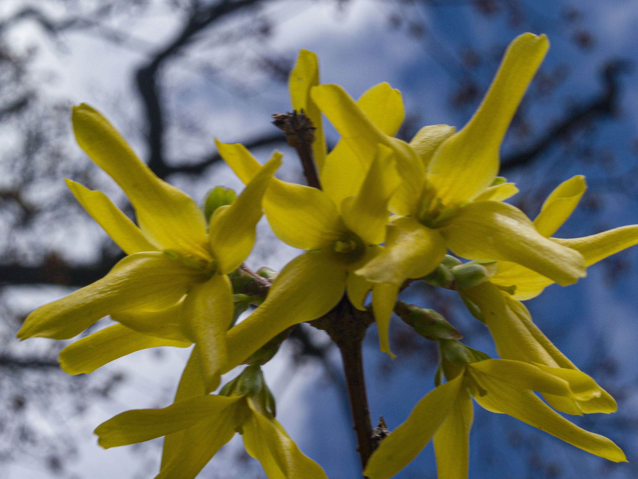 Forsythia