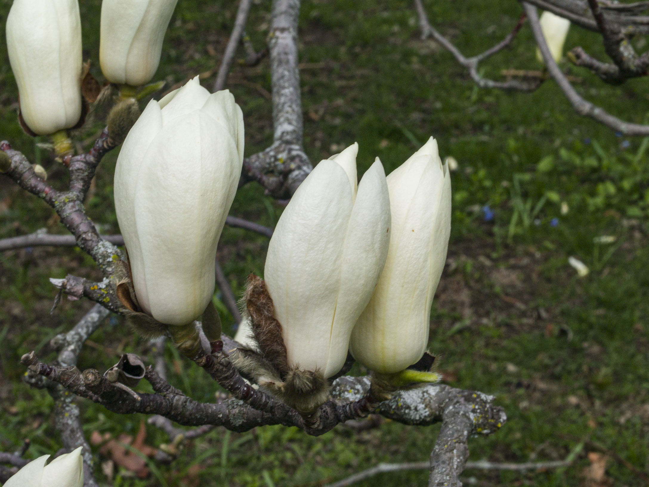 Magnolia Buds