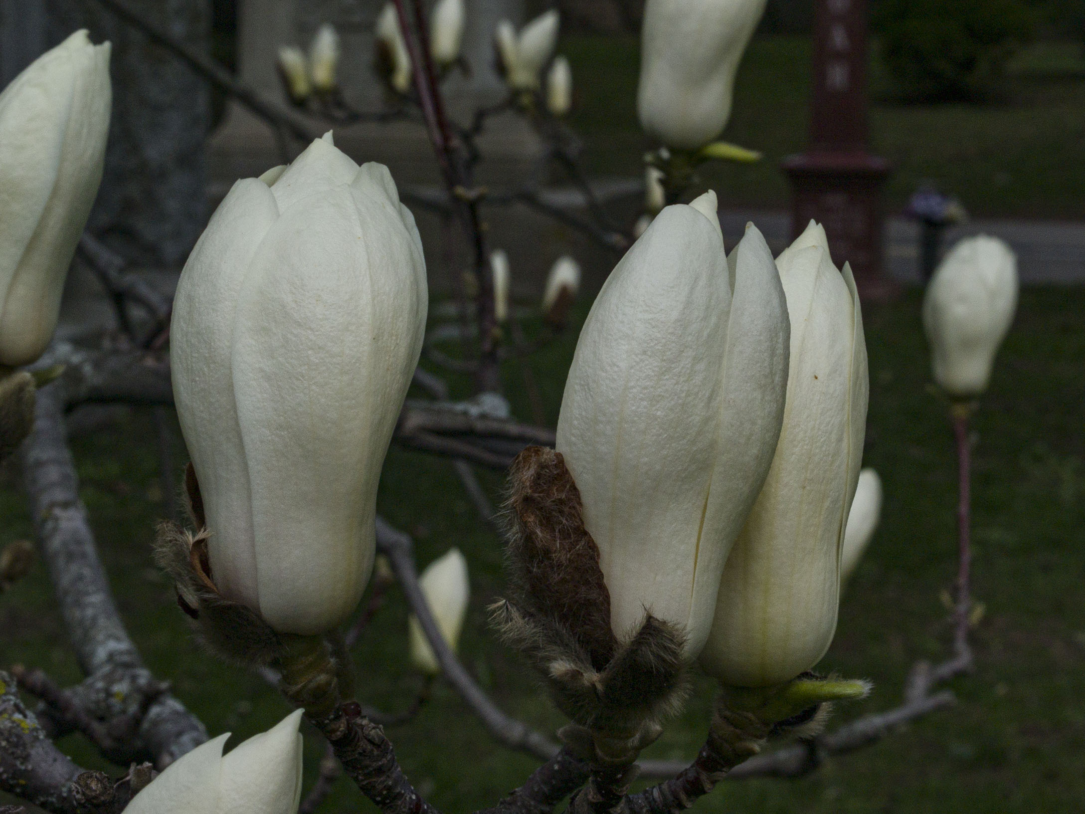 Magnolia Buds