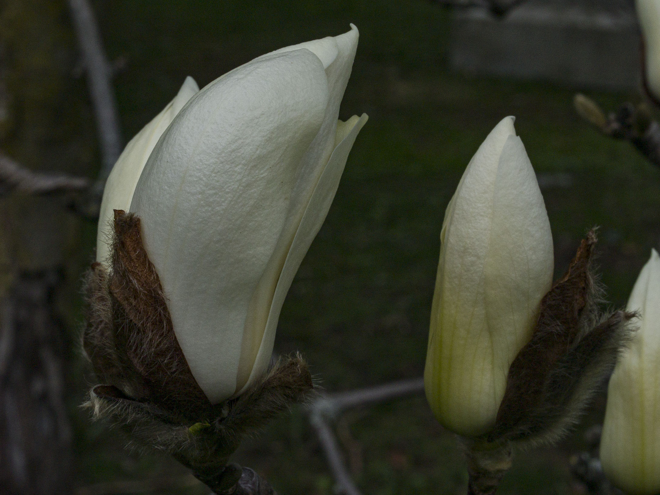 Magnolia Buds