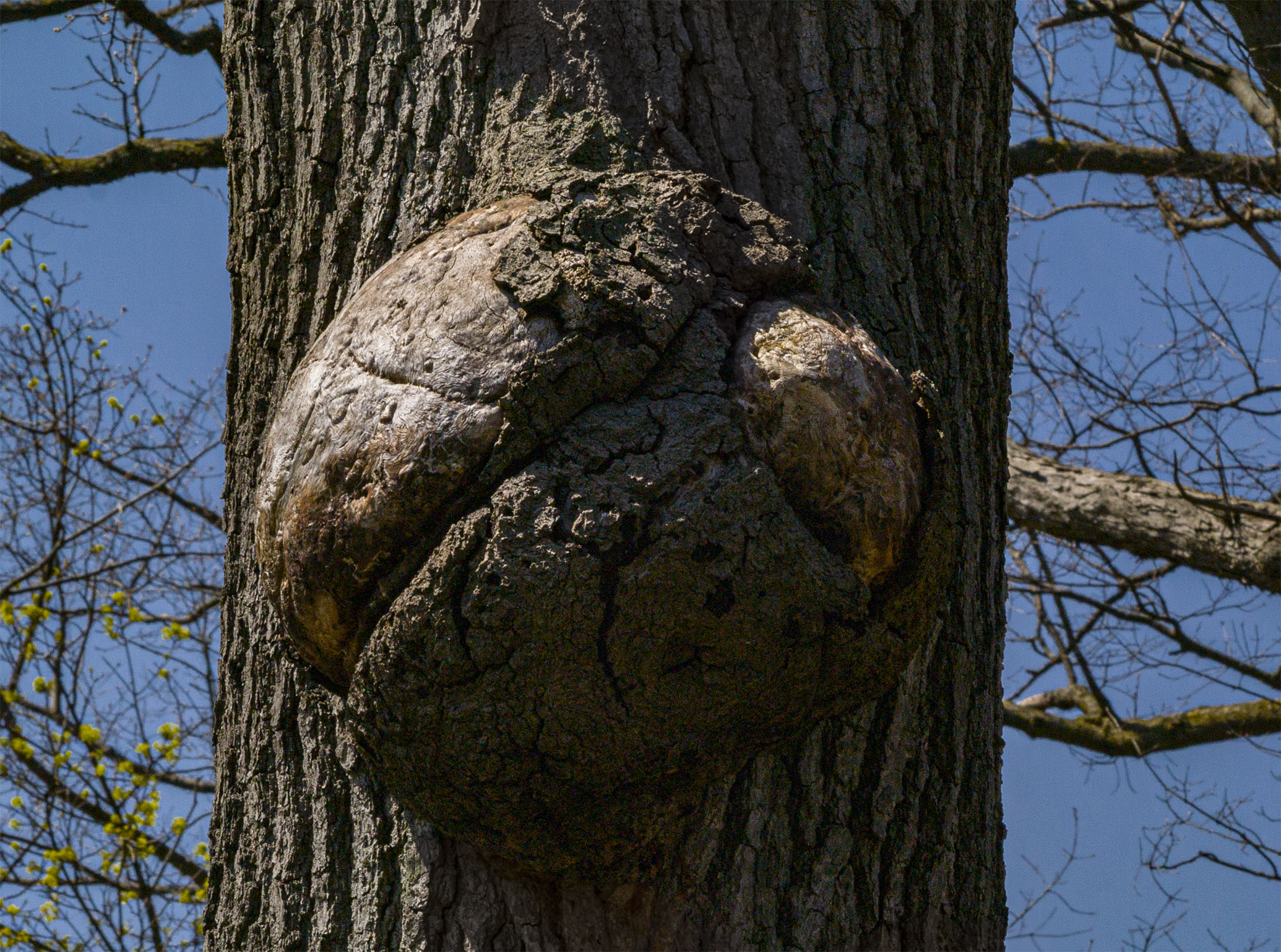 Tree Burl