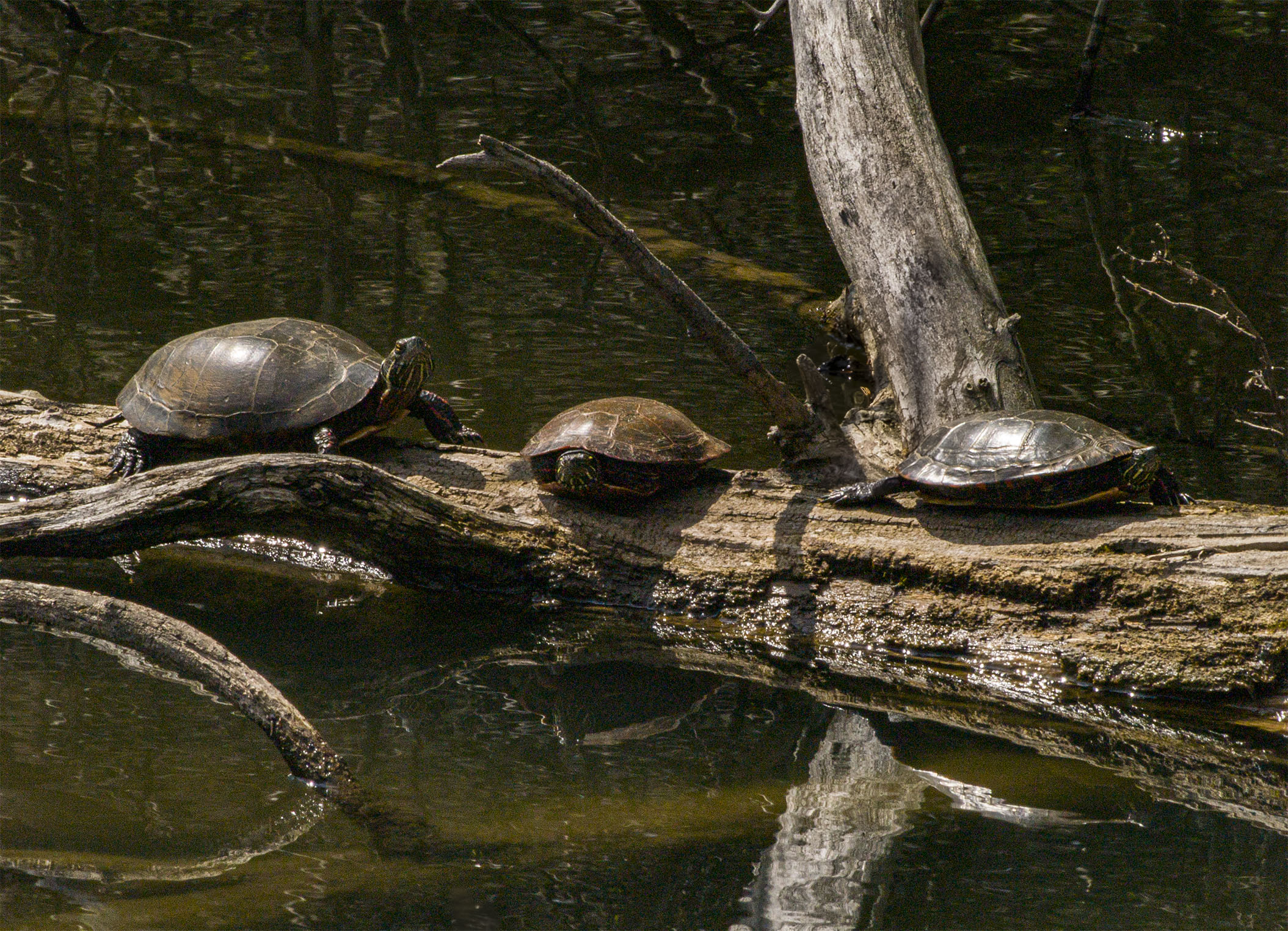 Turtles in the Sun