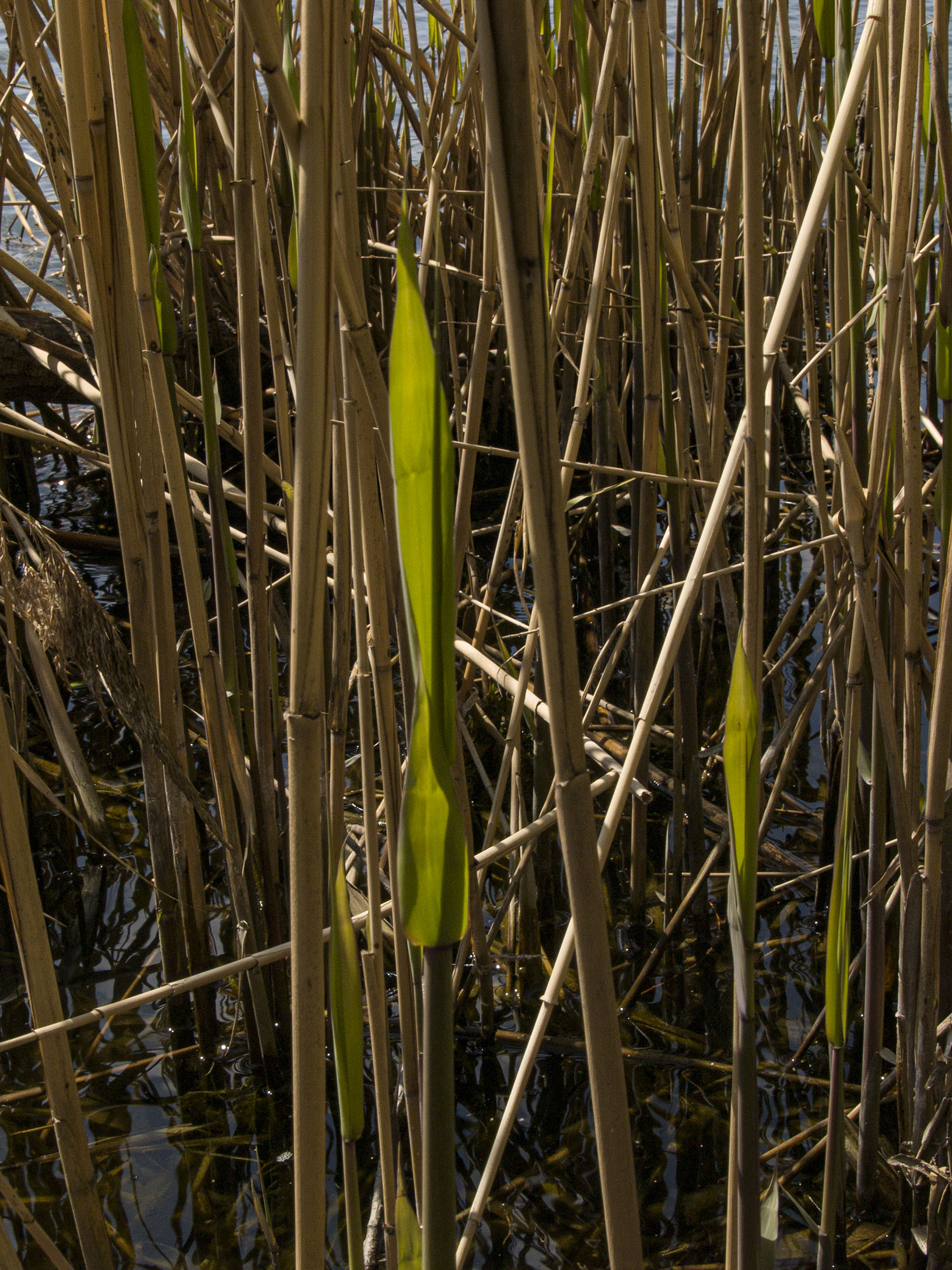 Reeds on Grenadier Pond