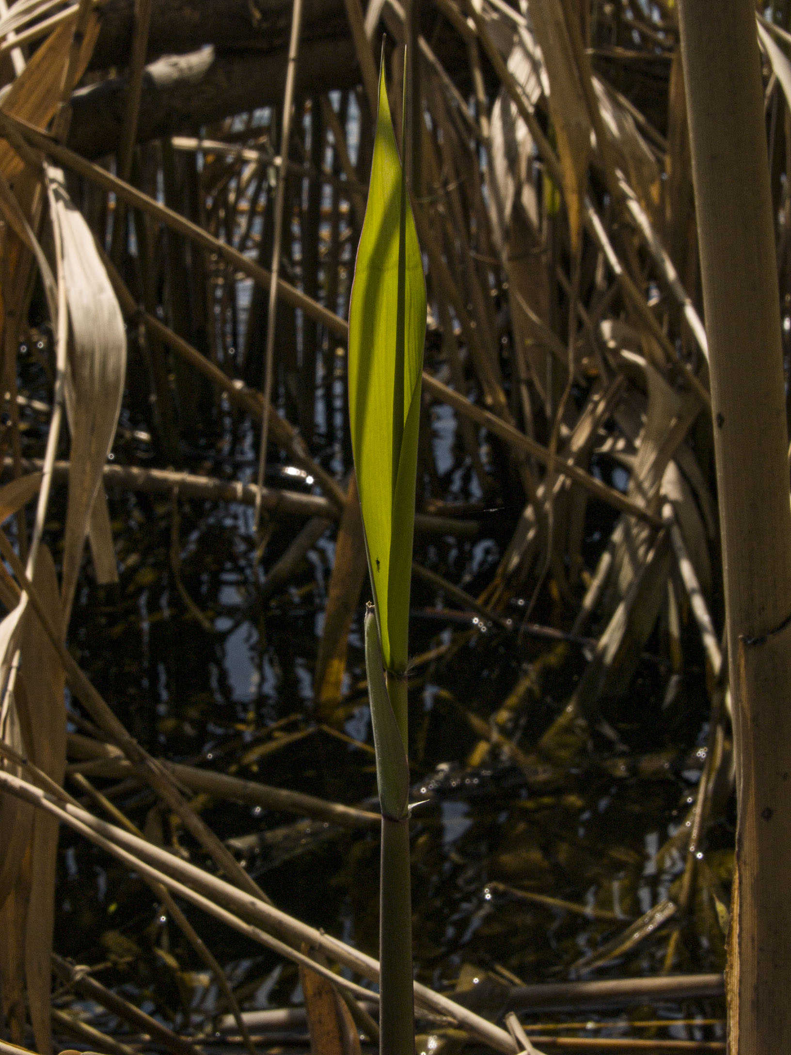 Reeds on Grenadier Pond