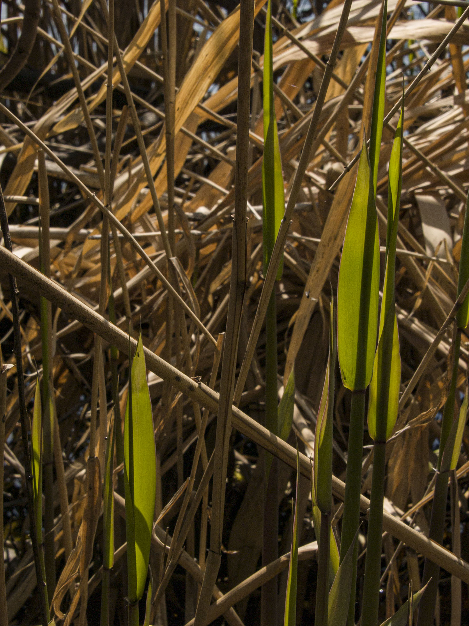 Reeds on Grenadier Pond