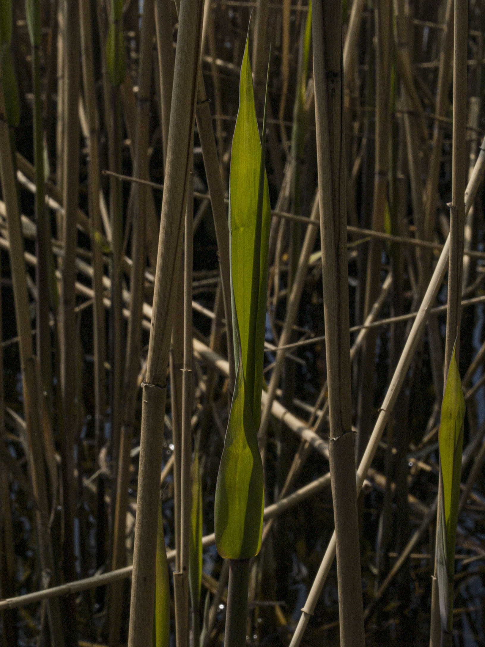 Reeds on Grenadier Pond