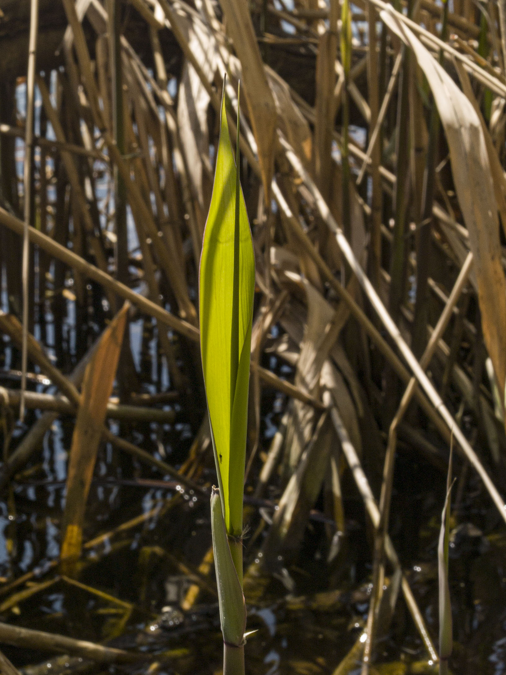 Reeds on Grenadier Pond