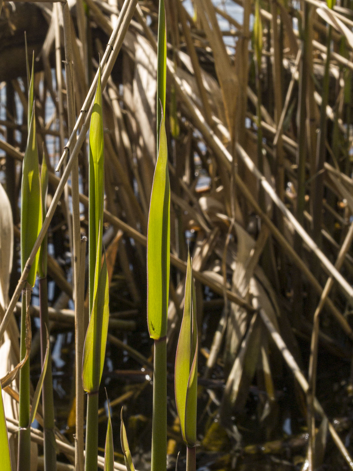 Reeds on Grenadier Pond