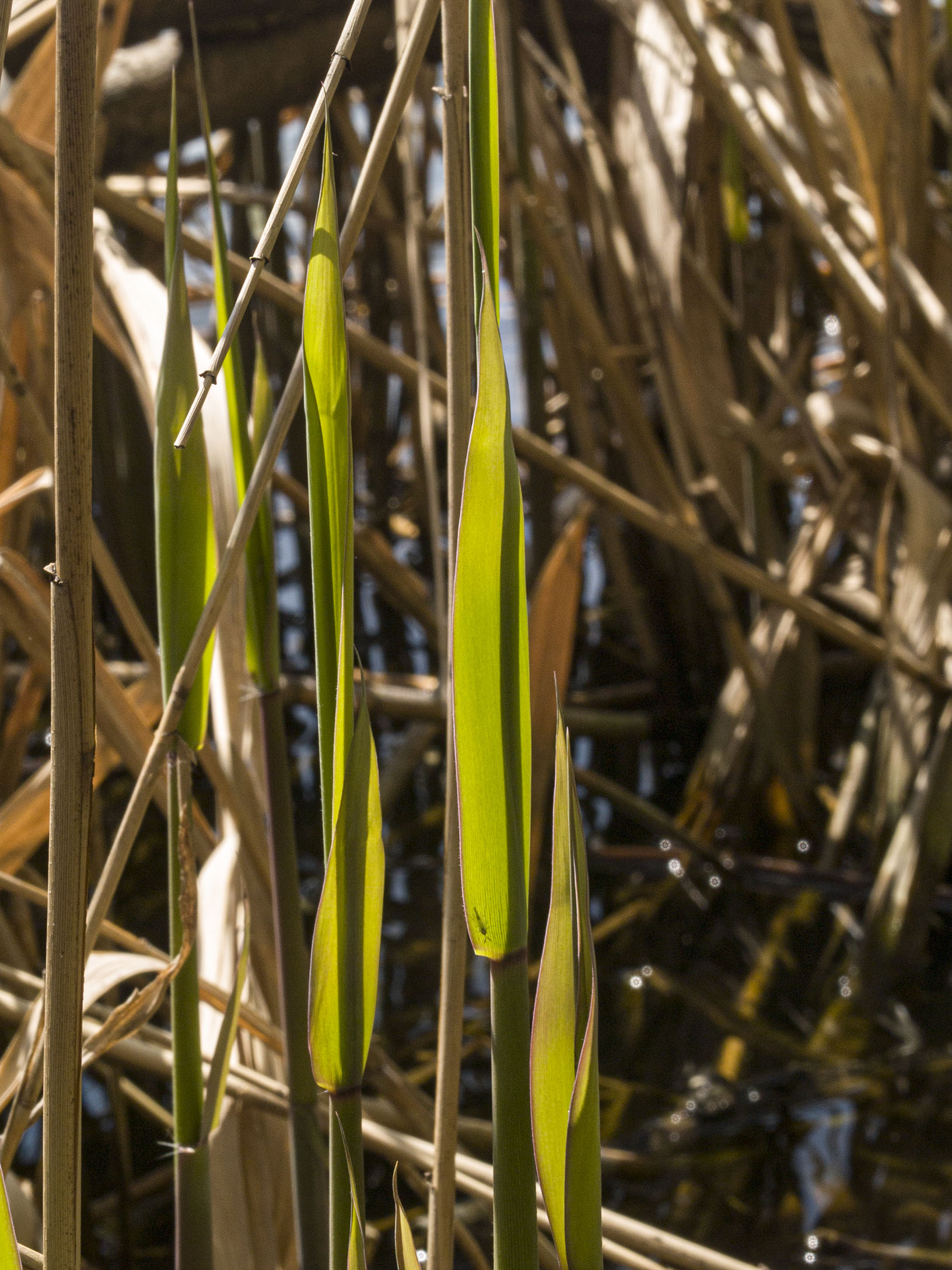 Reeds on Grenadier Pond