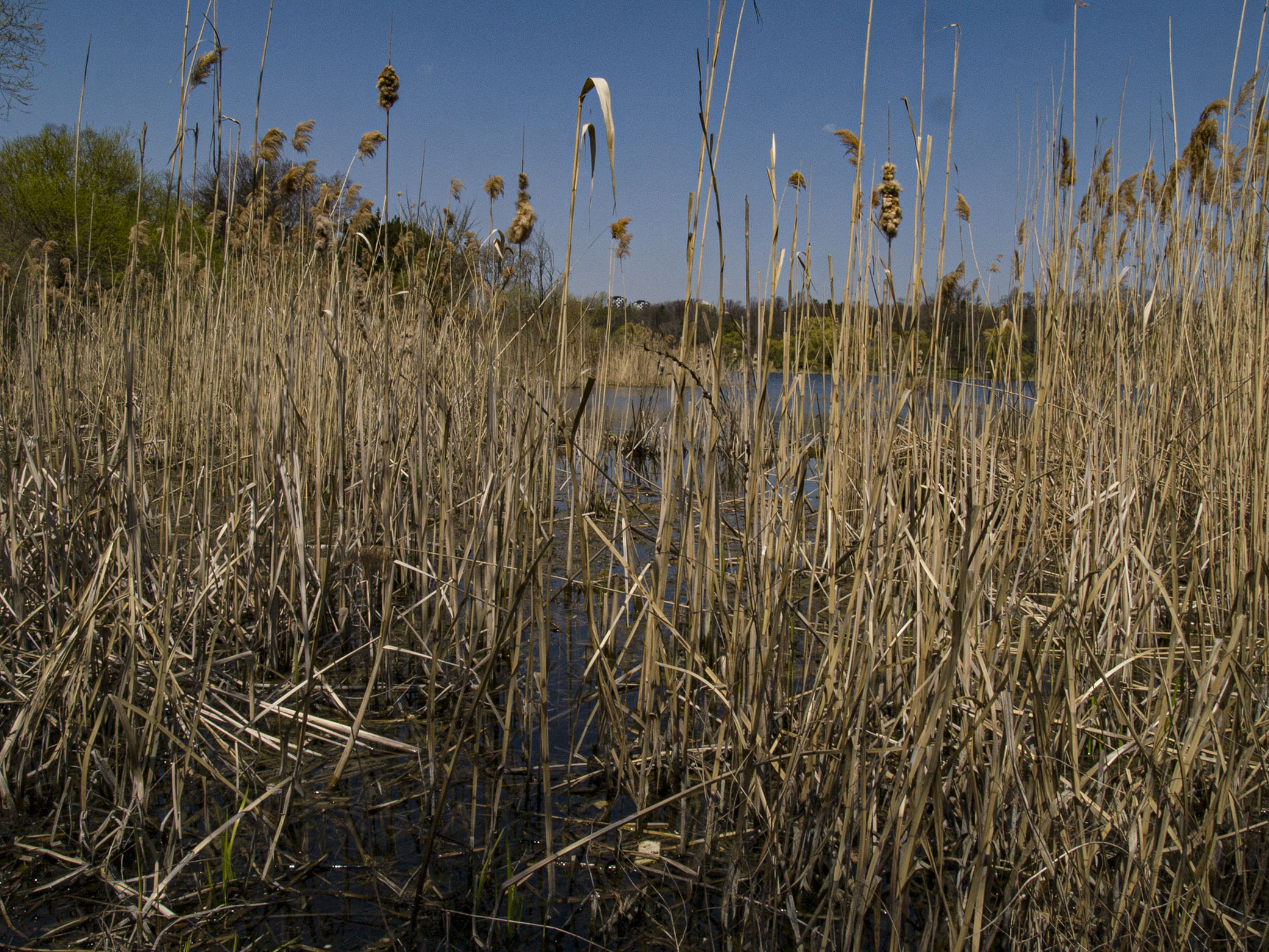 Reeds on Grenadier Pond