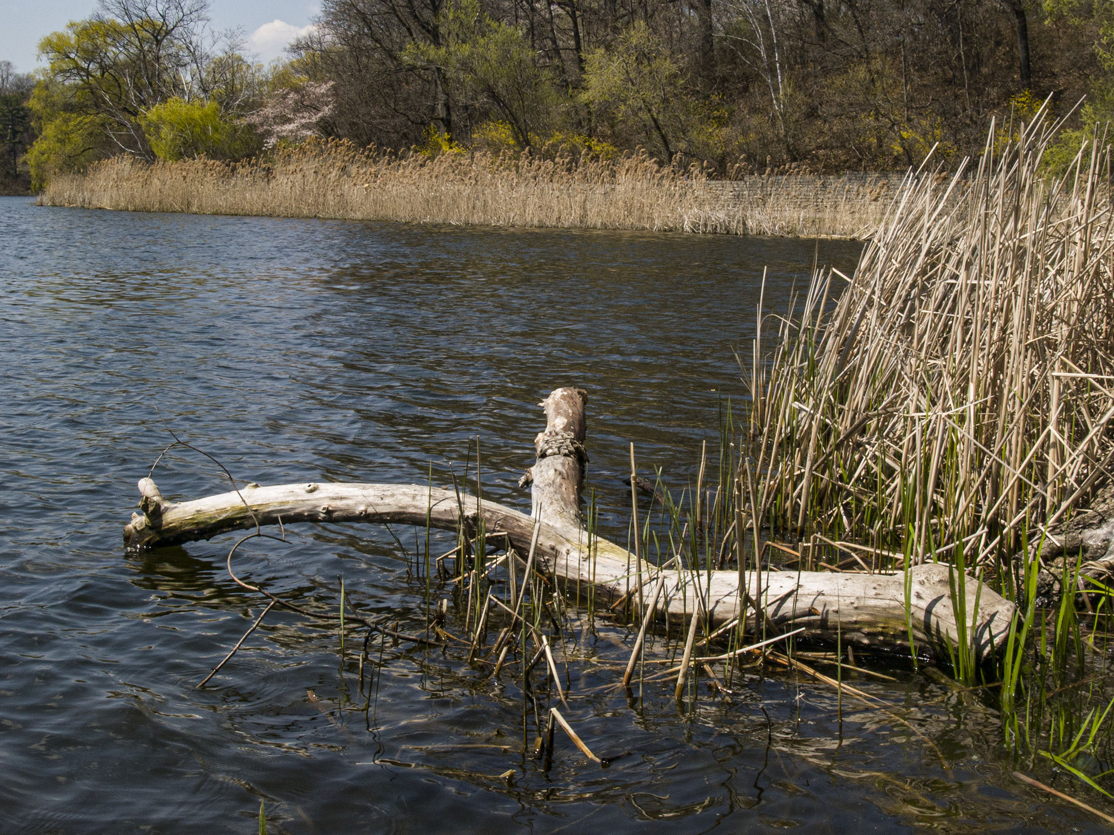 Log on Grenadier Pond