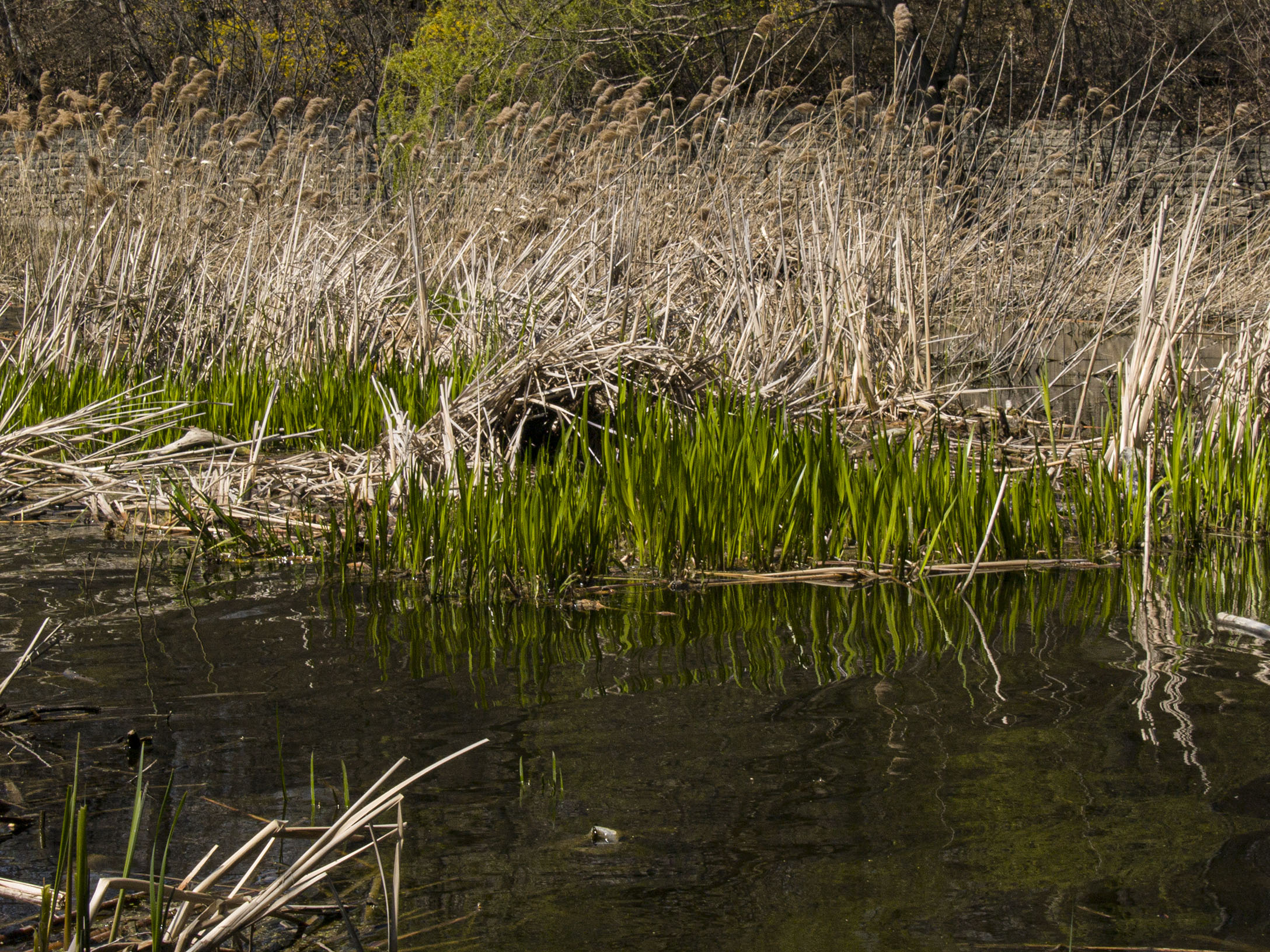 Reeds on Grenadier Pond