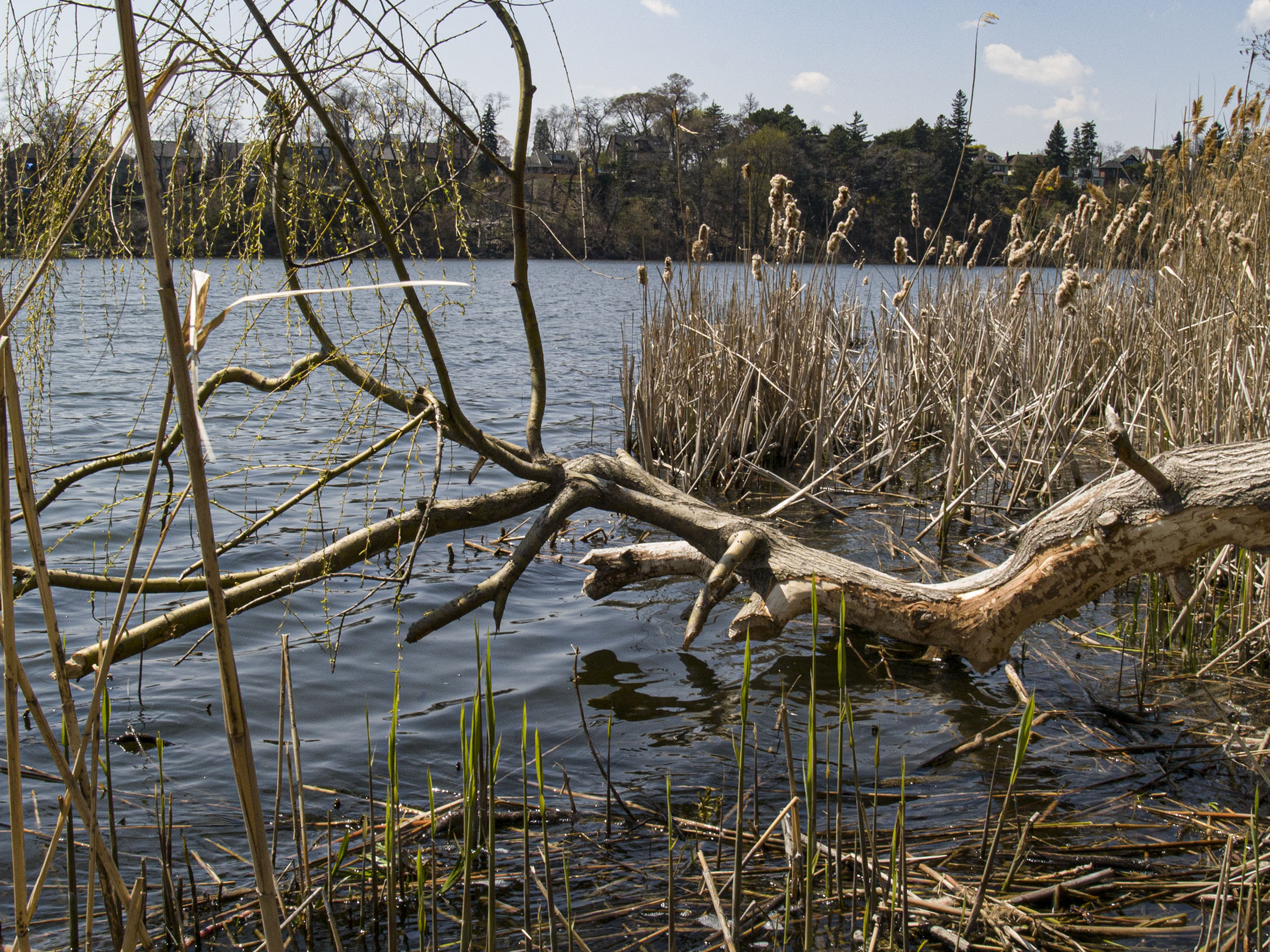 Reeds on Grenadier Pond