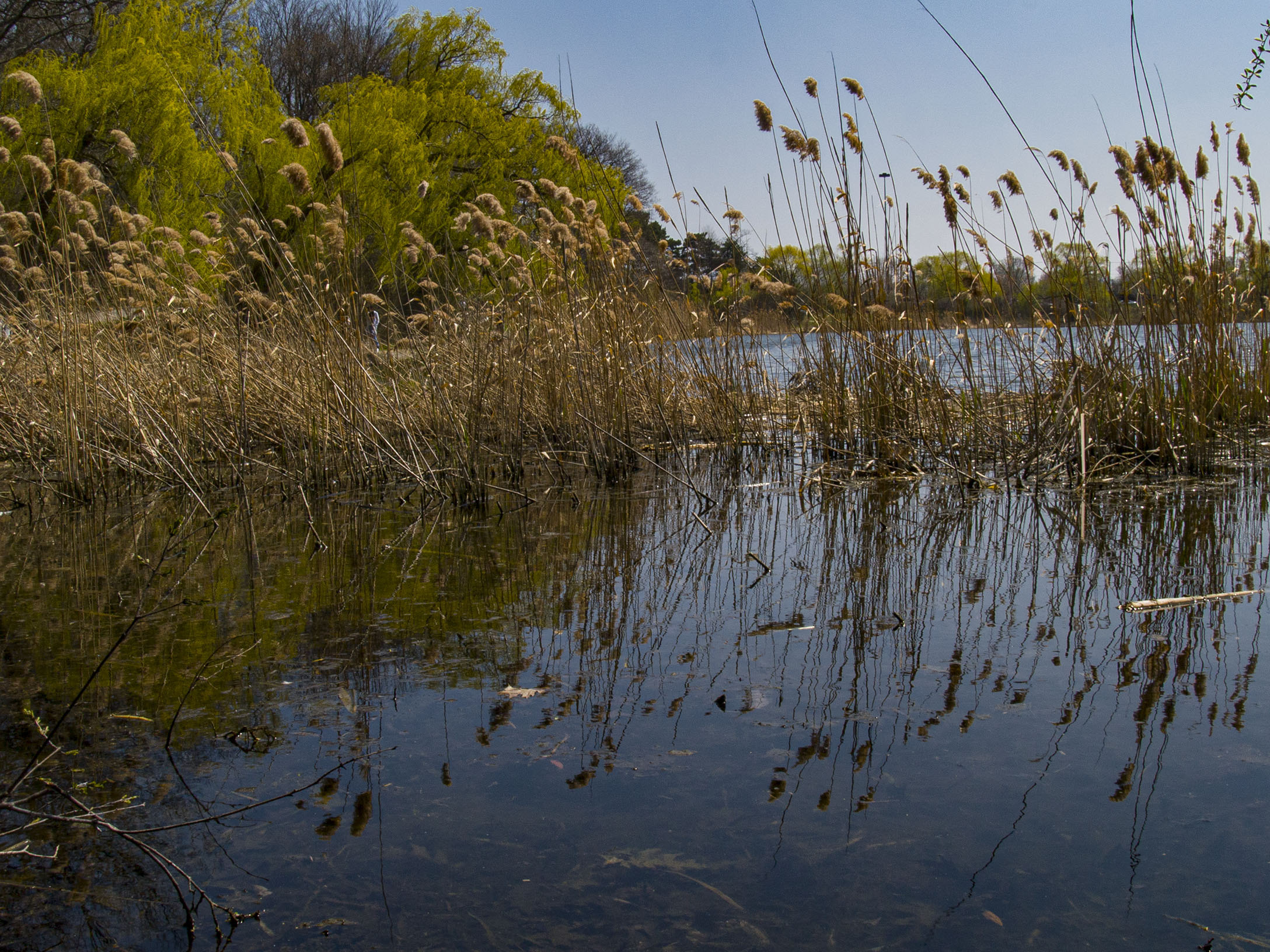 Reeds on Grenadier Pond