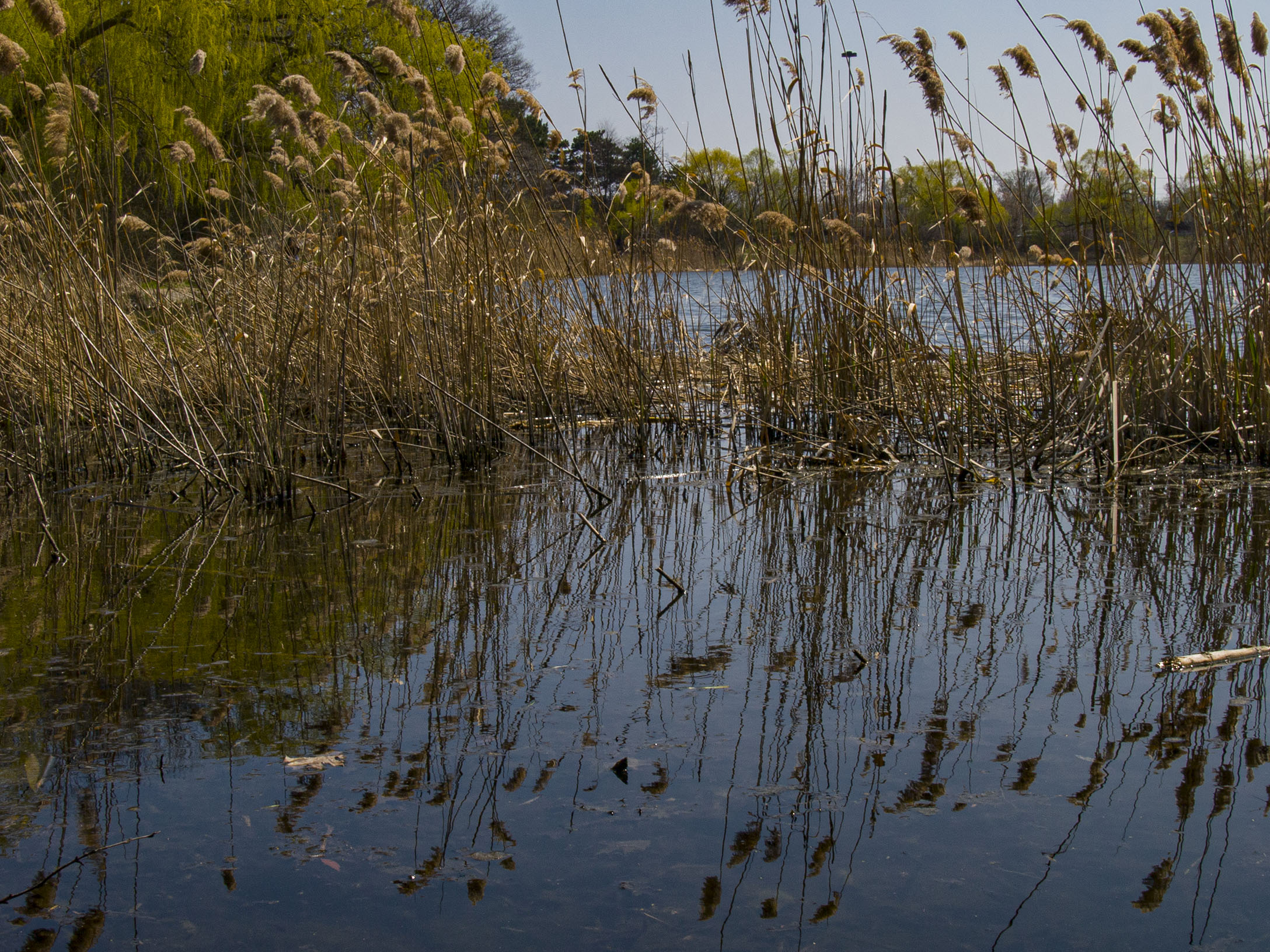 Reeds on Grenadier Pond