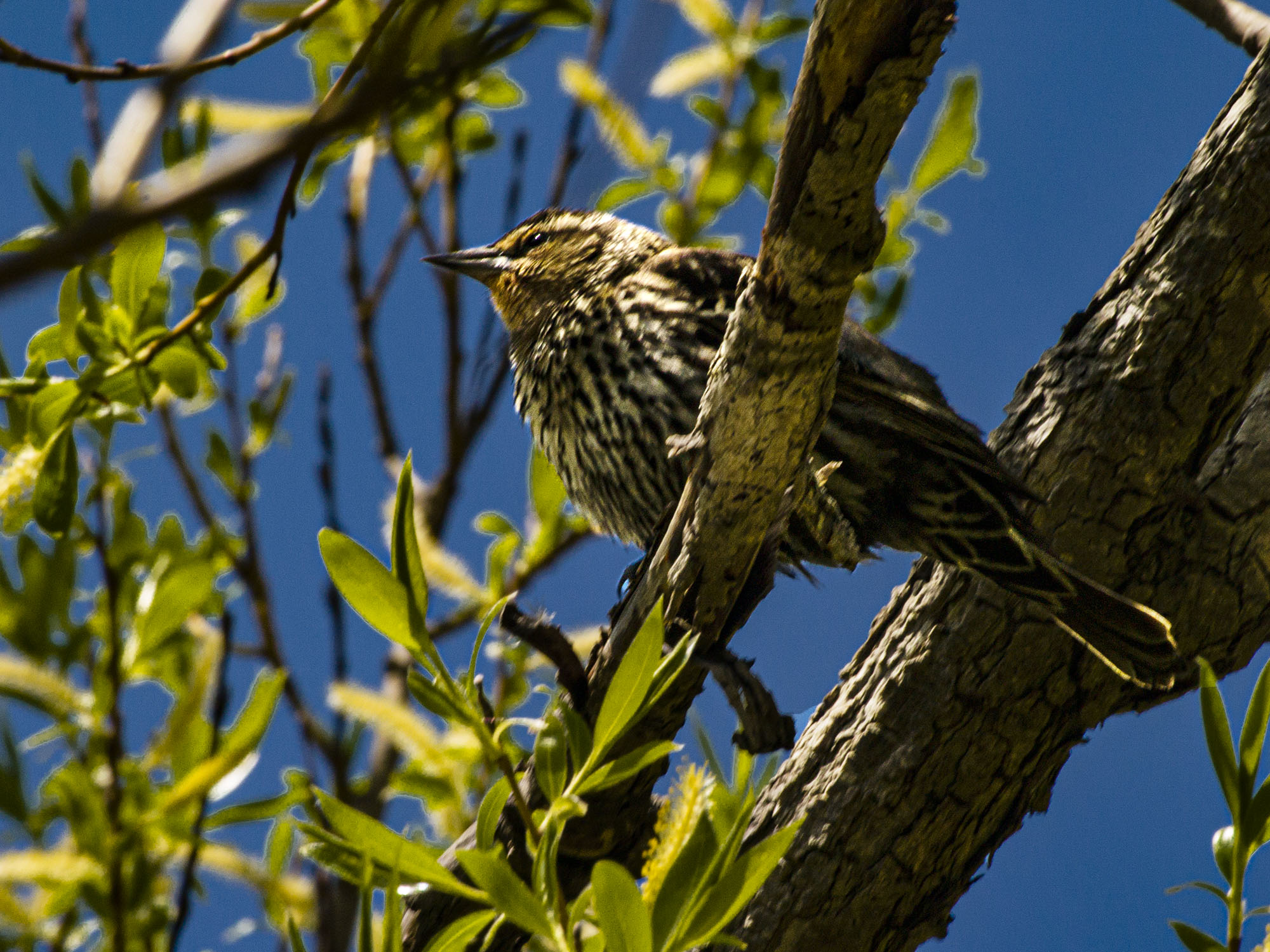 Red-winged Blackbird, Female