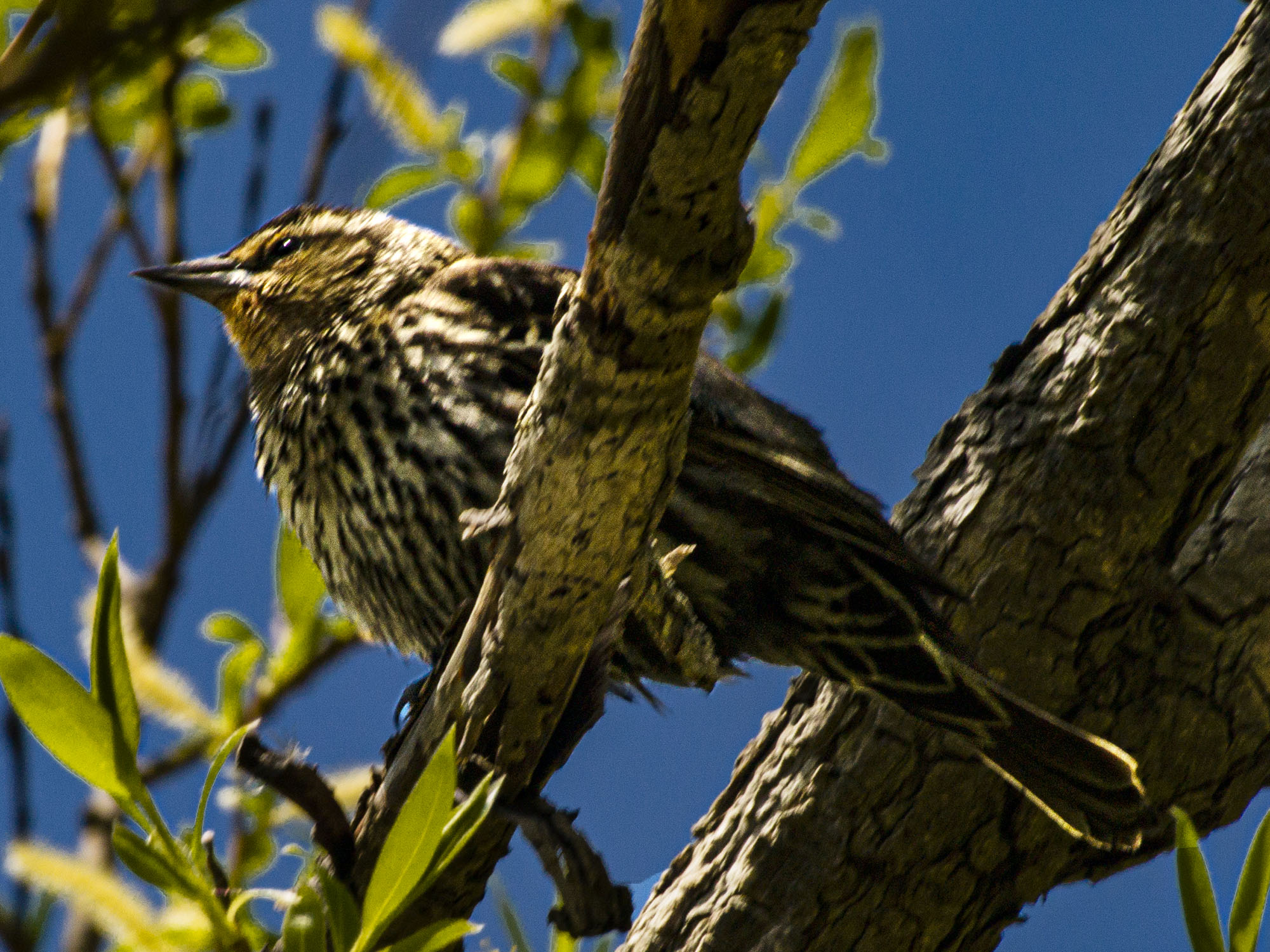 Red-winged Blackbird, Female