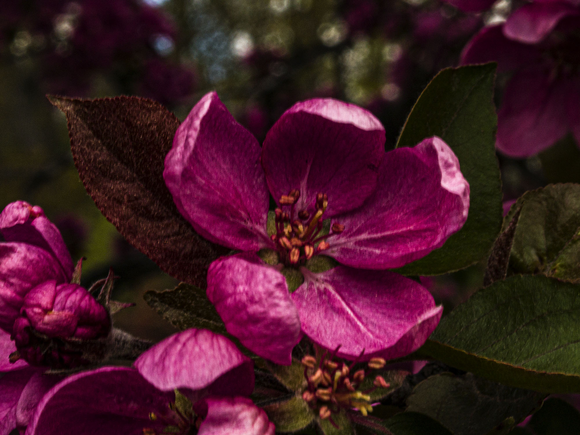 Crabapple Buds