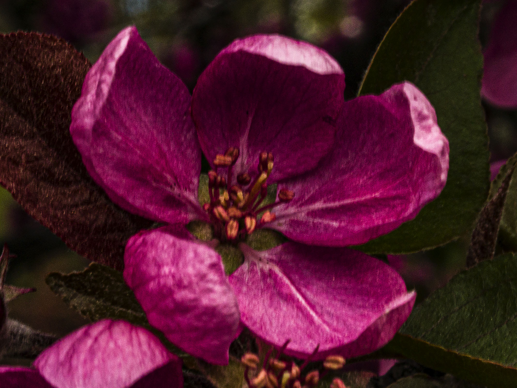 Crabapple Buds