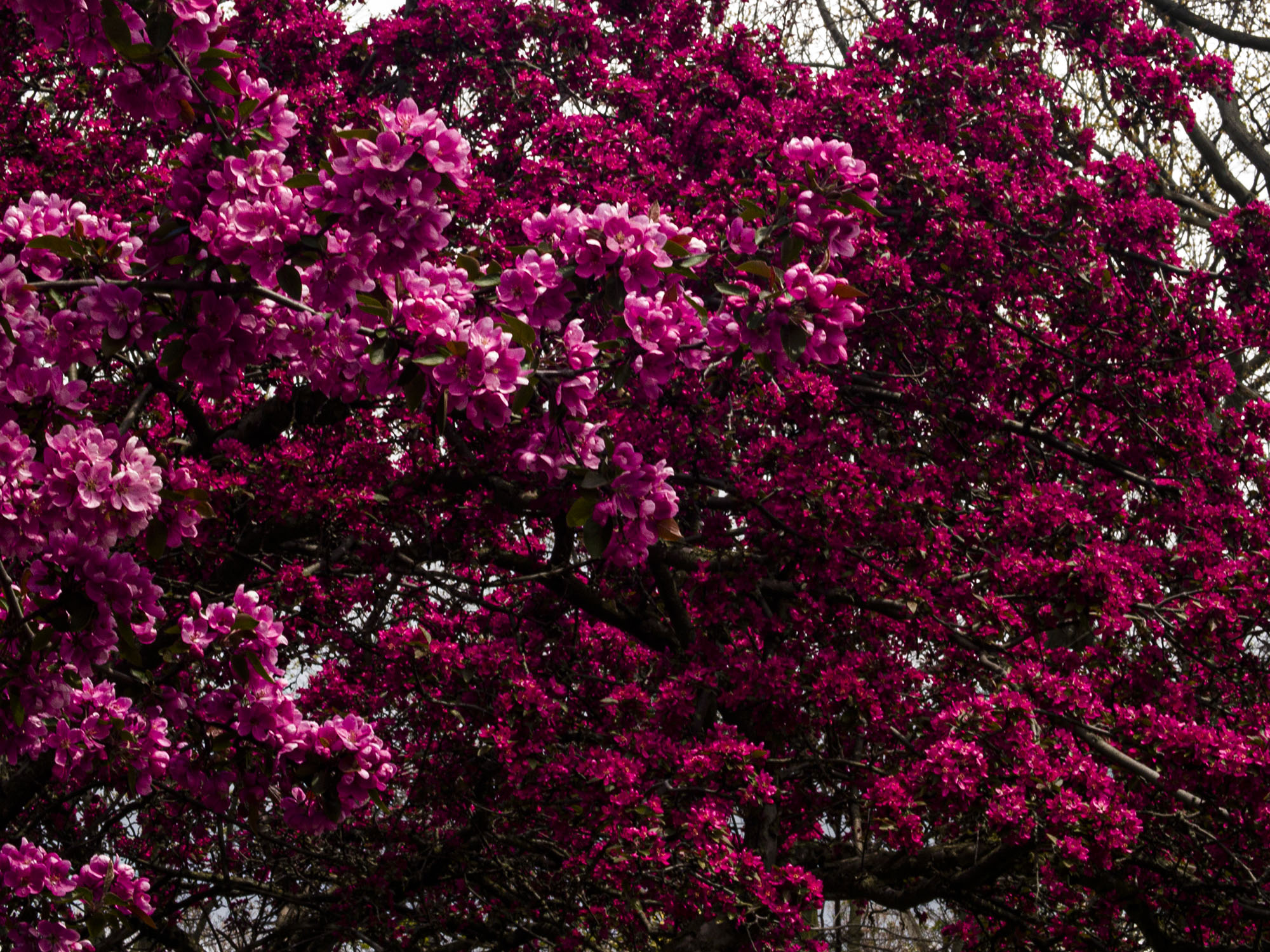 Crabapple Trees